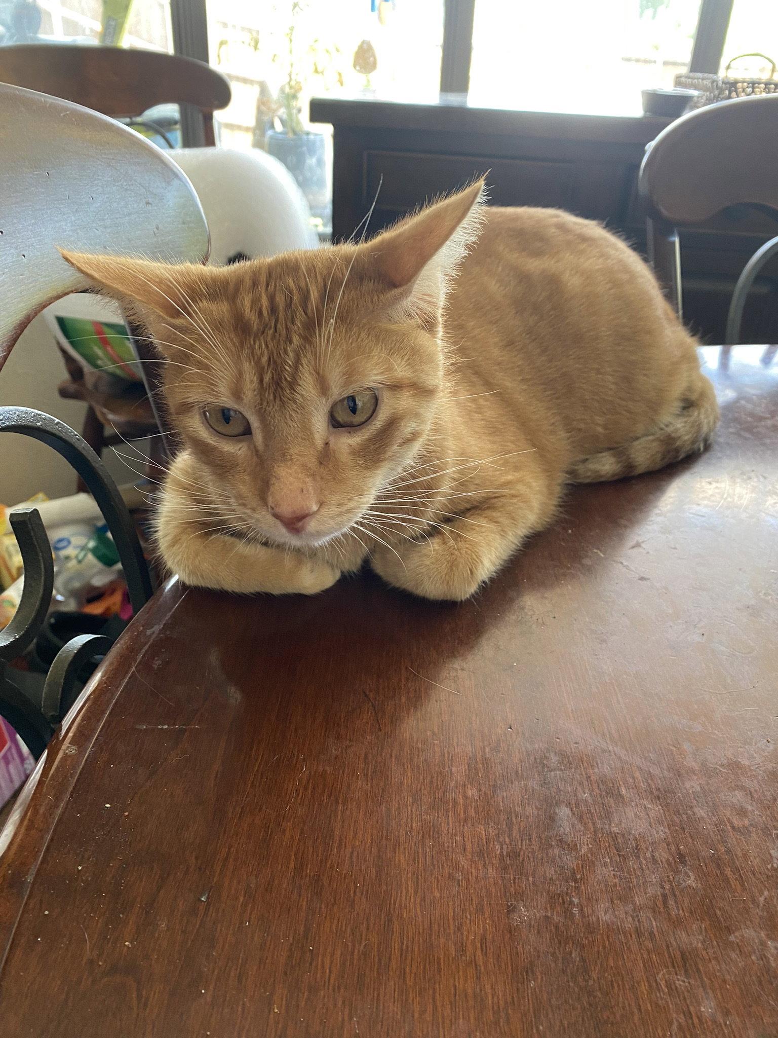 Enlarge Milo, a Adopted Domestic Short Hair in McKinney, TX image 2/3