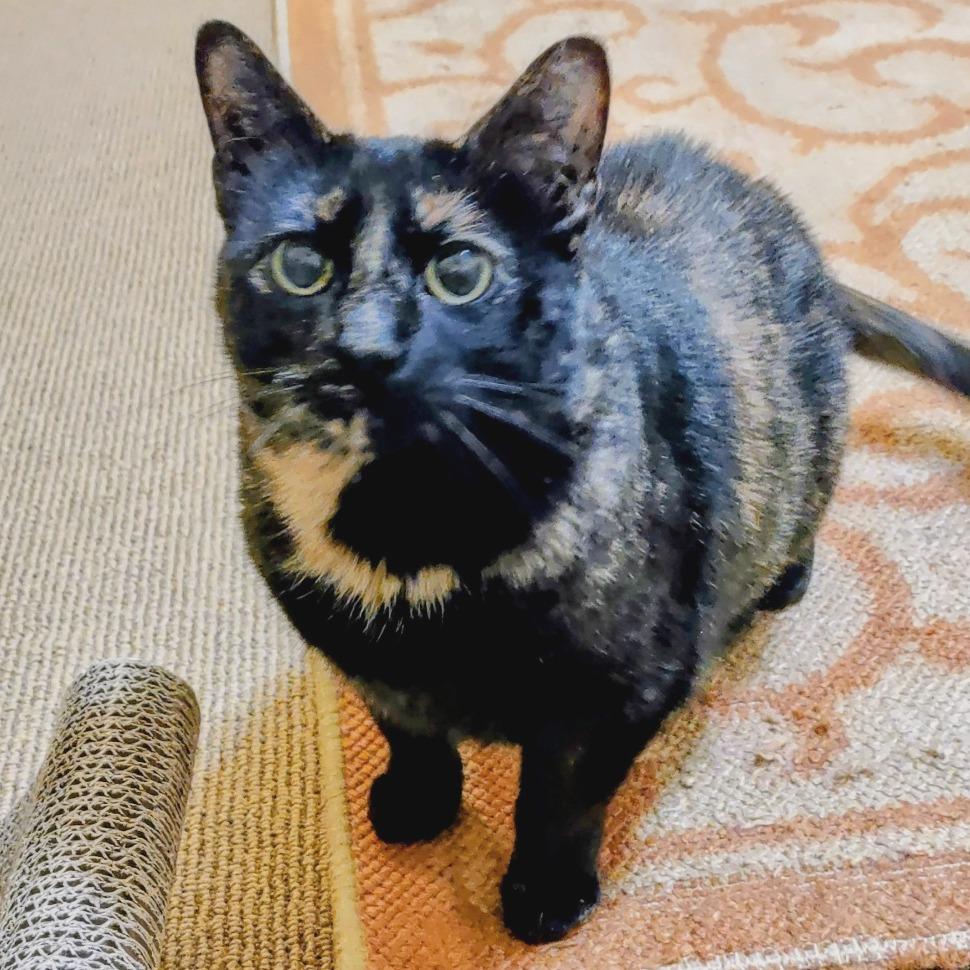 Missy, Adoptable, Senior Female Domestic Short Hair.
