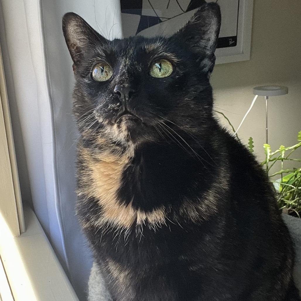 Enlarge Missy, a Adoptable Domestic Short Hair in Falls Church, VA image 2/6