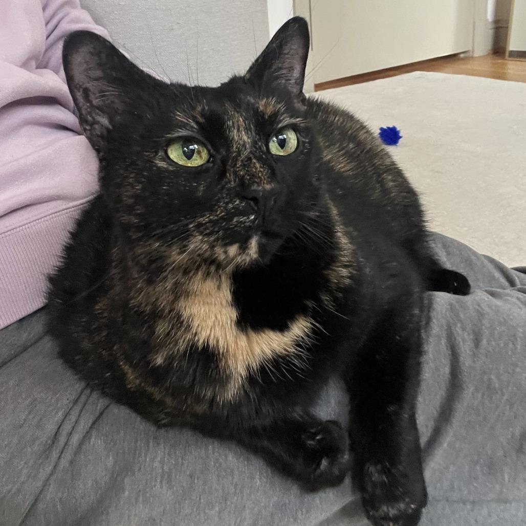 Enlarge Missy, a Adoptable Domestic Short Hair in Falls Church, VA image 3/6