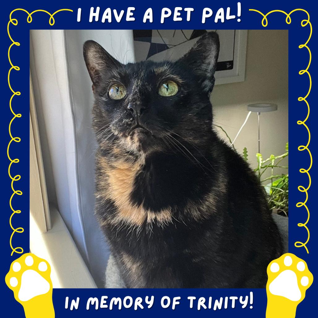 Enlarge Missy, a Adoptable Domestic Short Hair in Falls Church, VA image 4/6