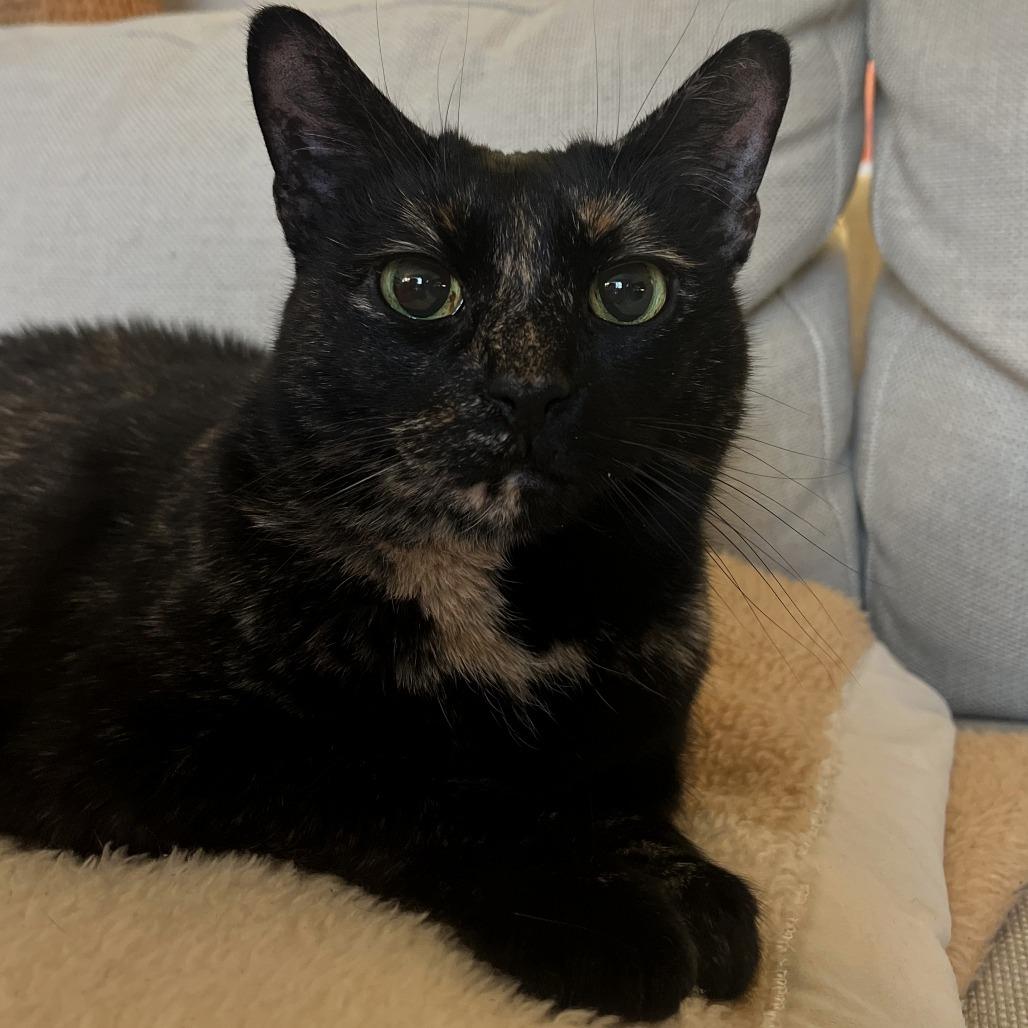 Enlarge Missy, a Adoptable Domestic Short Hair in Falls Church, VA image 5/6