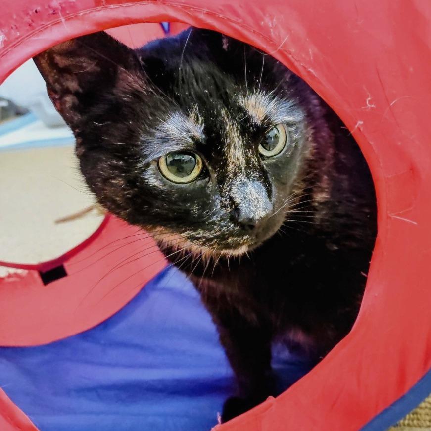 Enlarge Missy, a Adoptable Domestic Short Hair in Falls Church, VA image 6/6