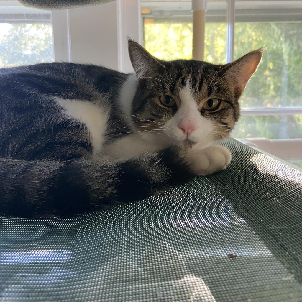 Sal Parnassus, Adoptable, Adult Male Domestic Short Hair.