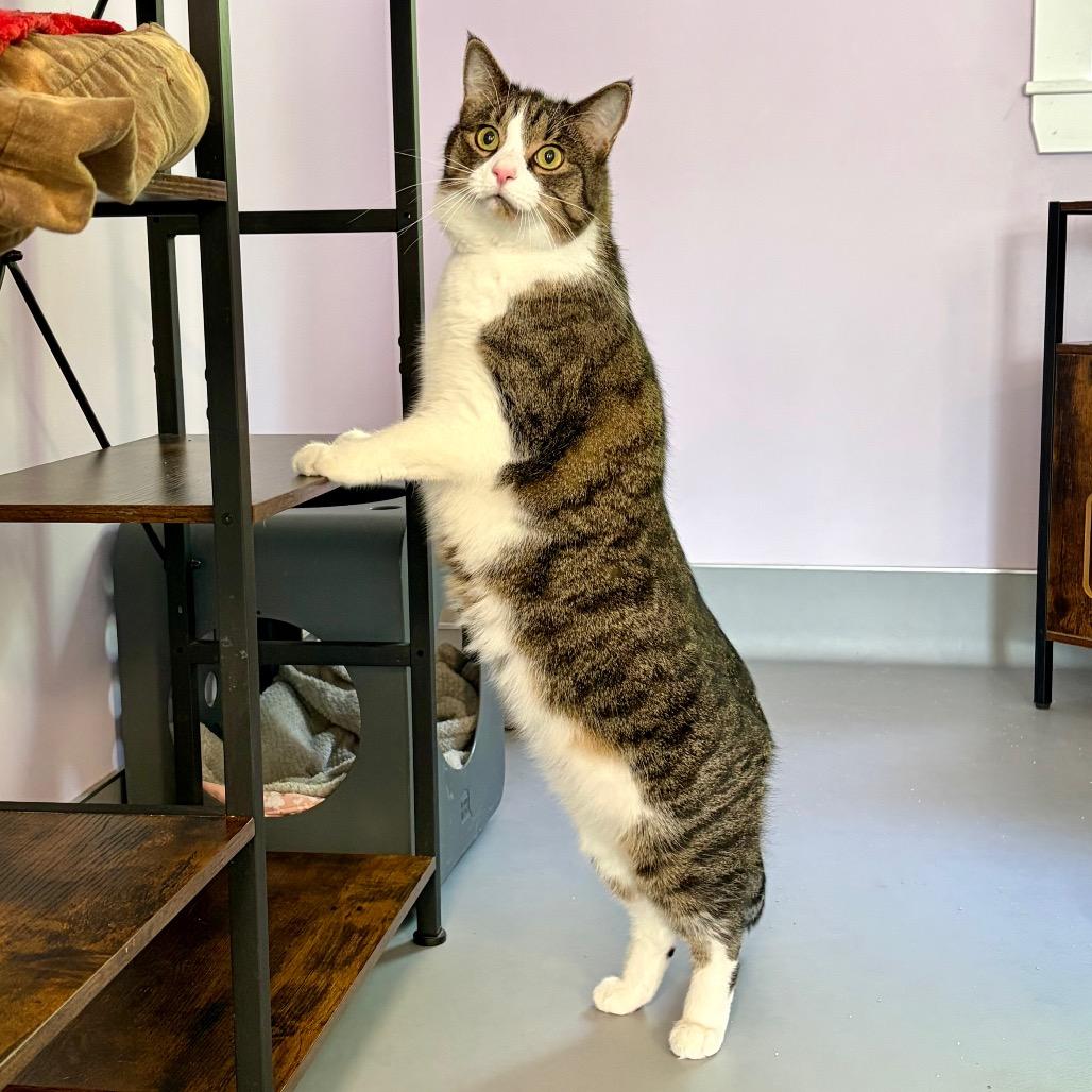 Enlarge Sal Parnassus, a Adoptable Domestic Short Hair in Boston, MA image 2/6