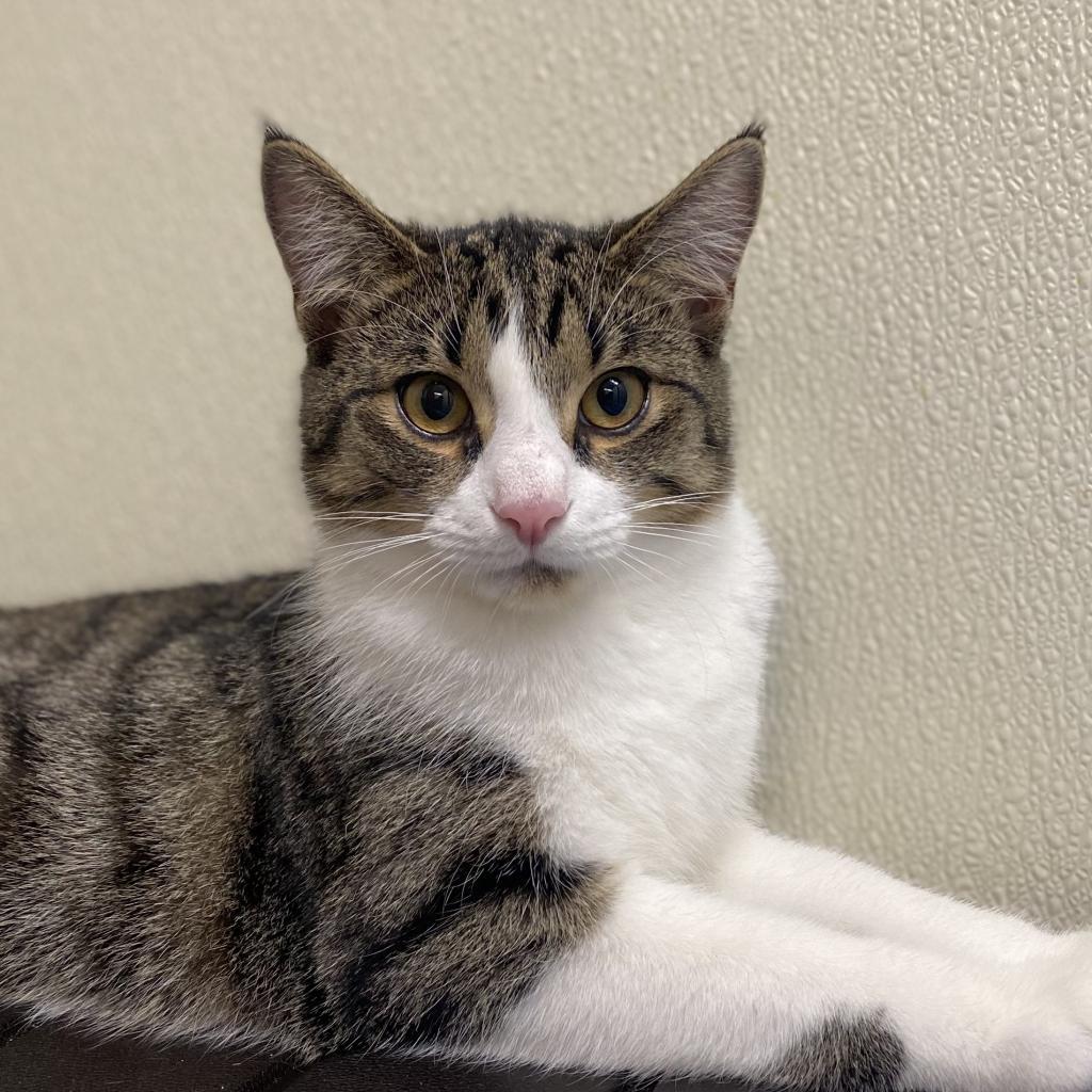 Enlarge Sal Parnassus, a Adoptable Domestic Short Hair in Boston, MA image 3/6