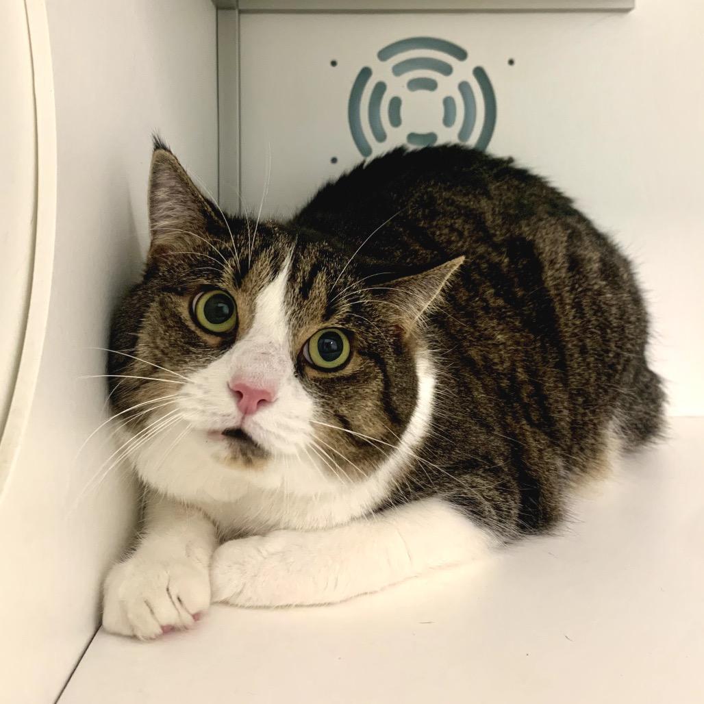 Enlarge Sal Parnassus, a Adoptable Domestic Short Hair in Boston, MA image 4/6