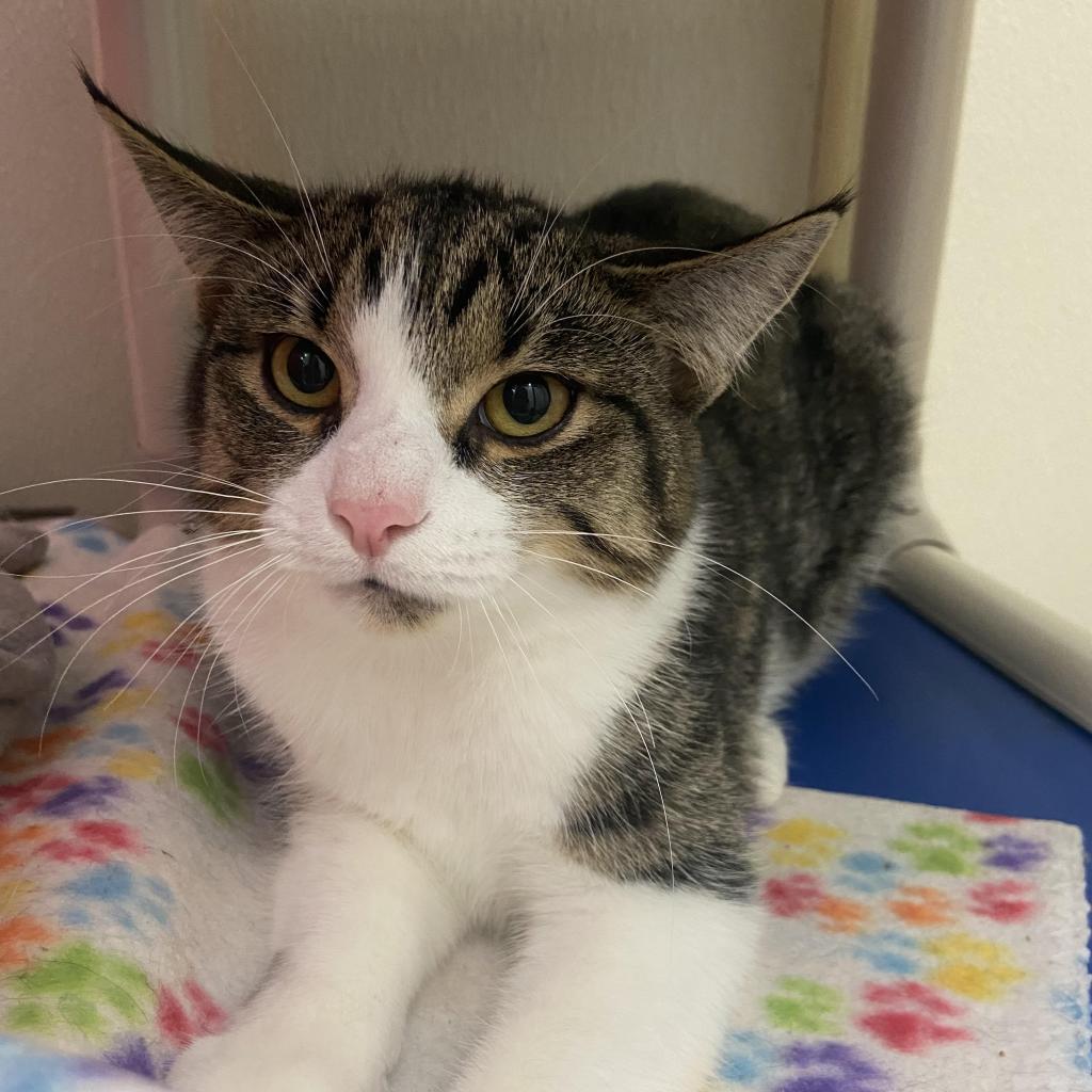 Enlarge Sal Parnassus, a Adoptable Domestic Short Hair in Boston, MA image 5/6