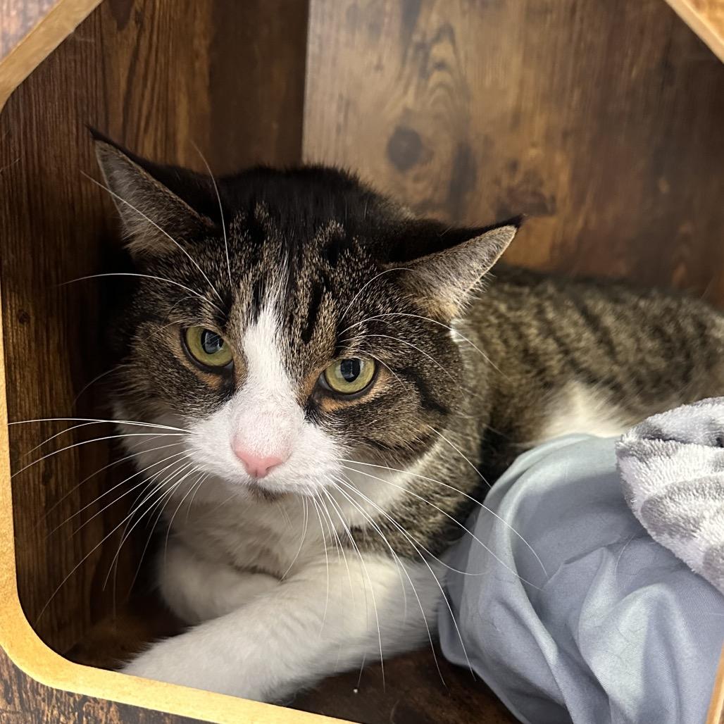 Enlarge Sal Parnassus, a Adoptable Domestic Short Hair in Boston, MA image 6/6