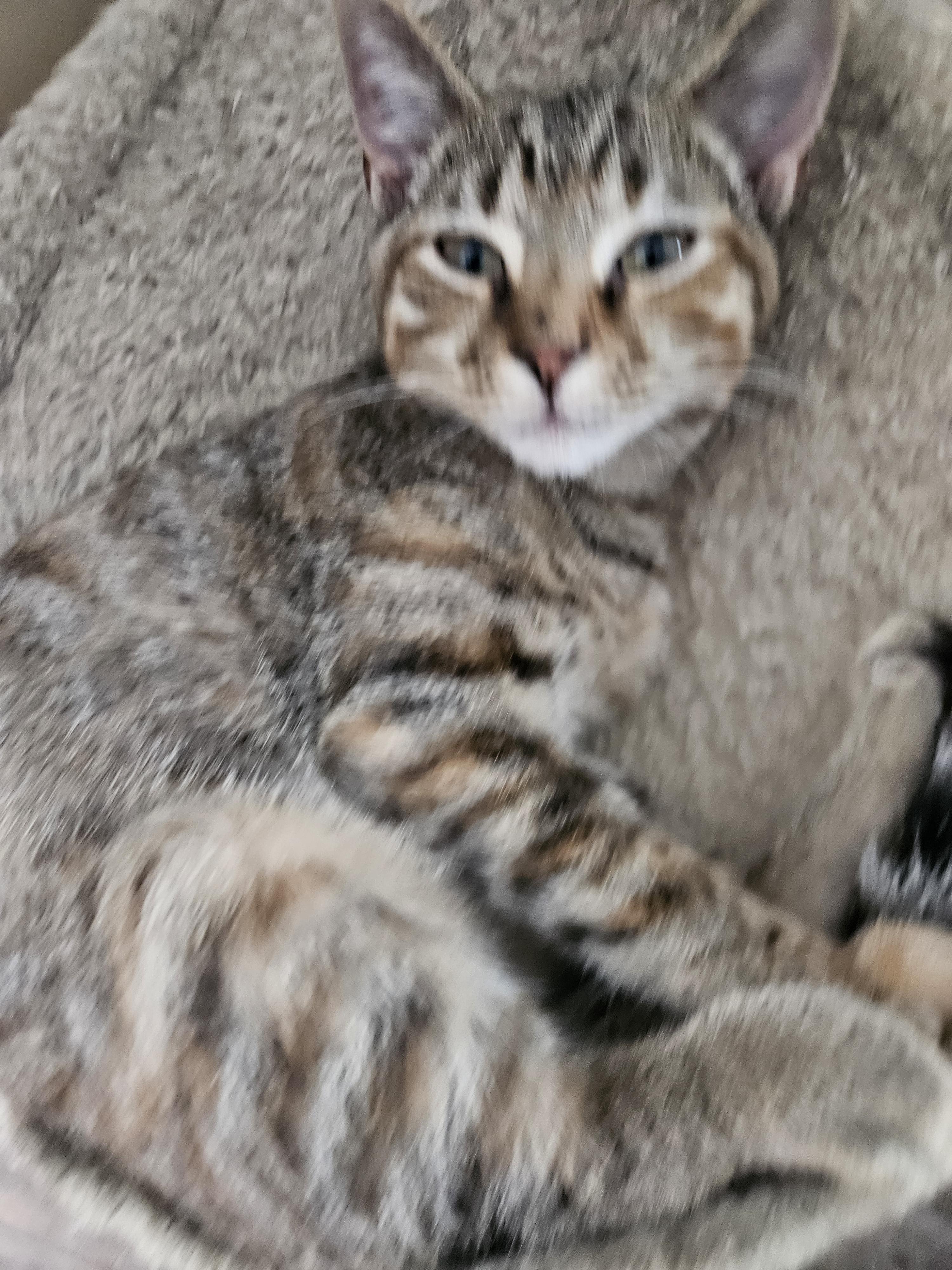Enlarge Itsy, a Adoptable Domestic Short Hair in Moore, SC image 2/2