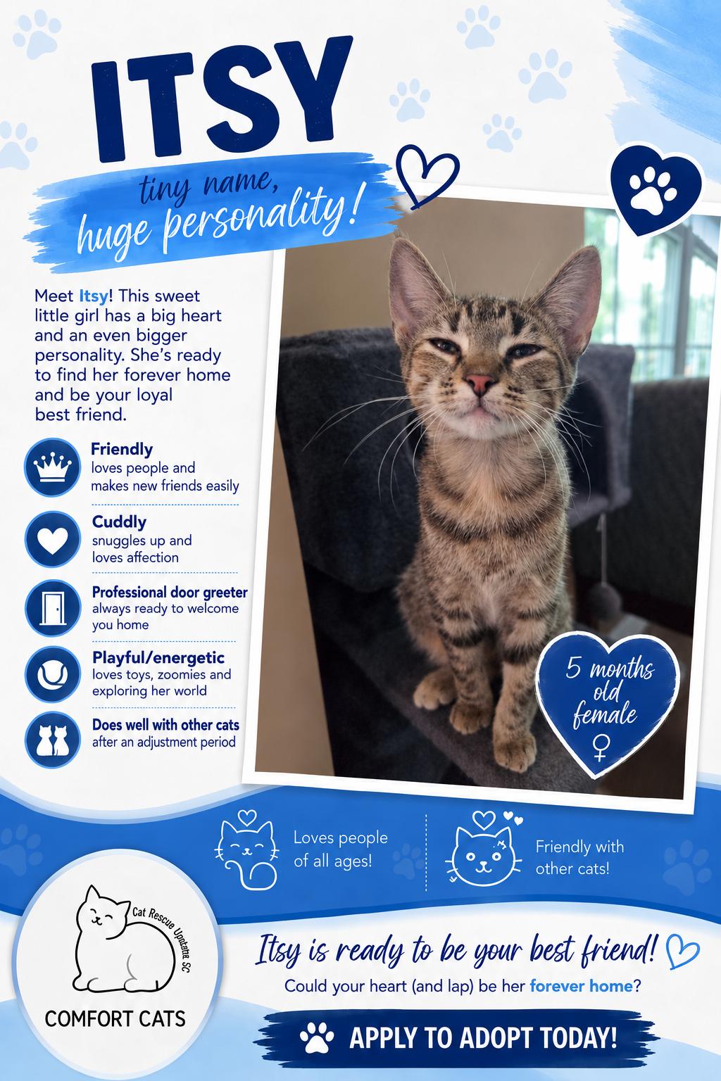 Enlarge Itsy, a Adoptable Domestic Short Hair in Moore, SC image 1/2