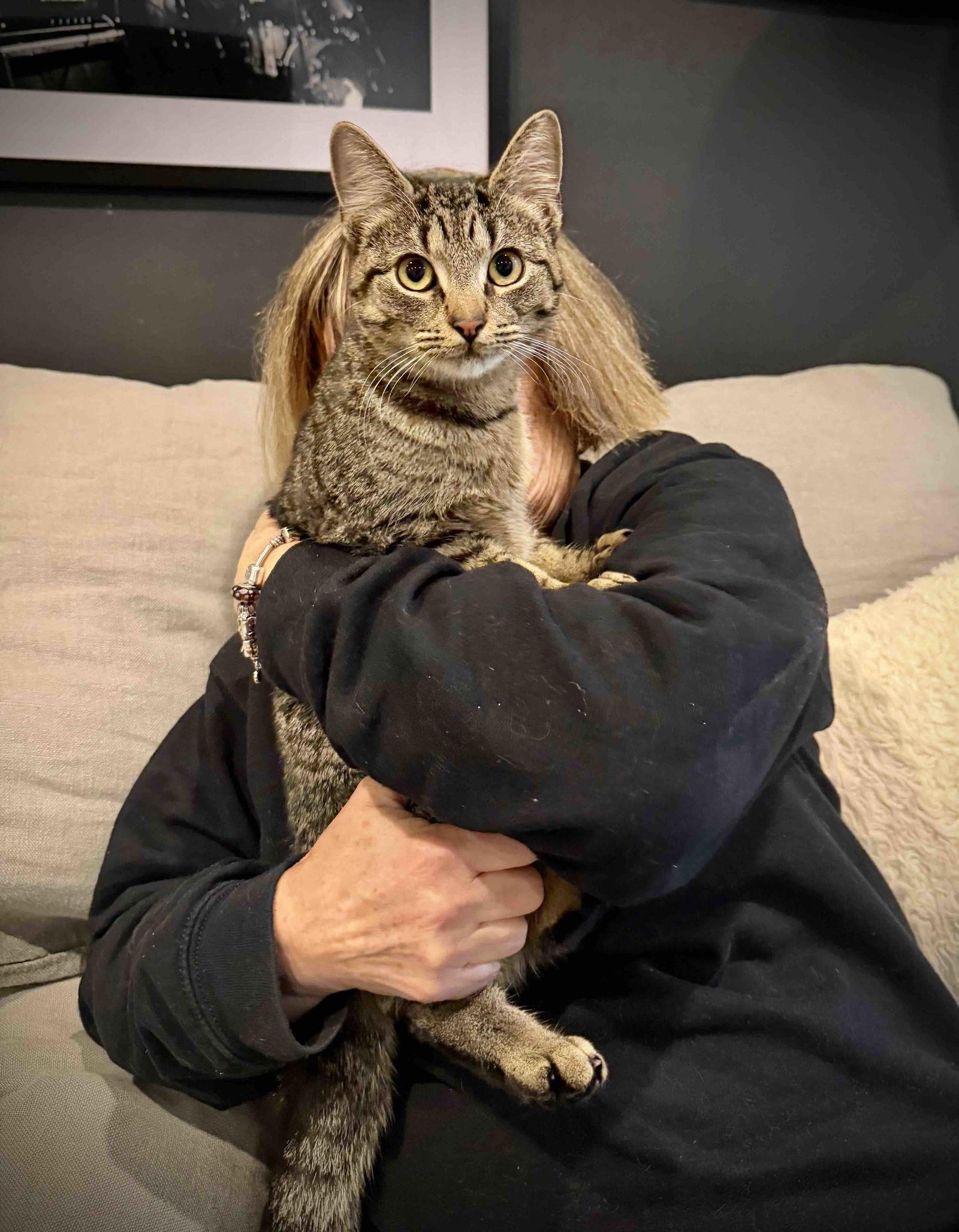 Enlarge Tiny Tabby Sonia, a Adoptable Domestic Short Hair in Brooklyn, NY image 1/3