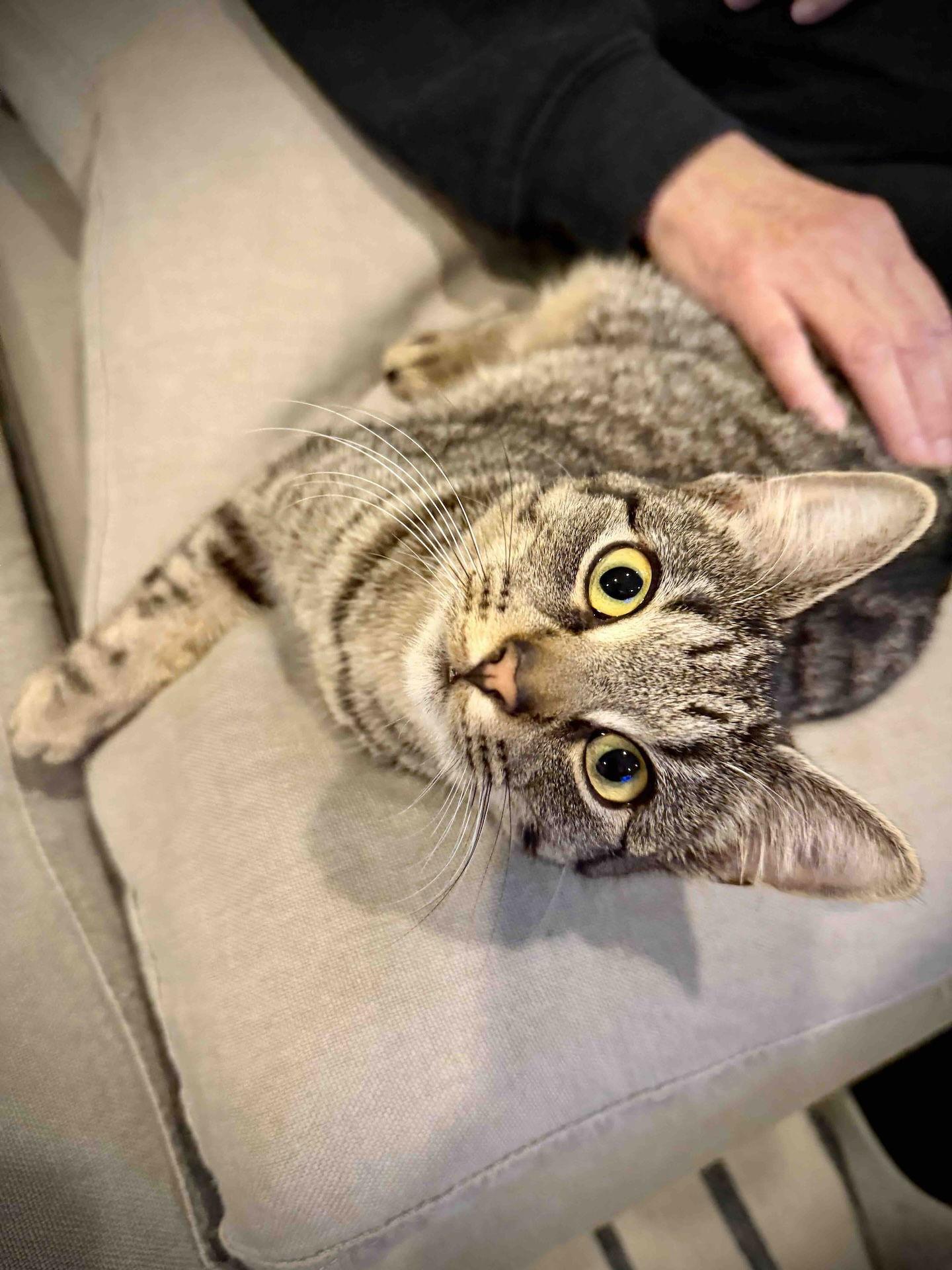 Enlarge Tiny Tabby Sonia, a Adoptable Domestic Short Hair in Brooklyn, NY image 2/3