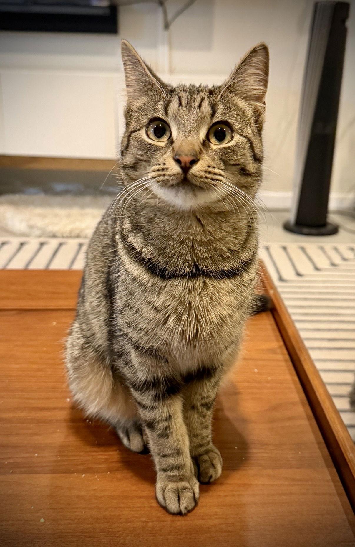 Enlarge Tiny Tabby Sonia, a Adoptable Domestic Short Hair in Brooklyn, NY image 3/3