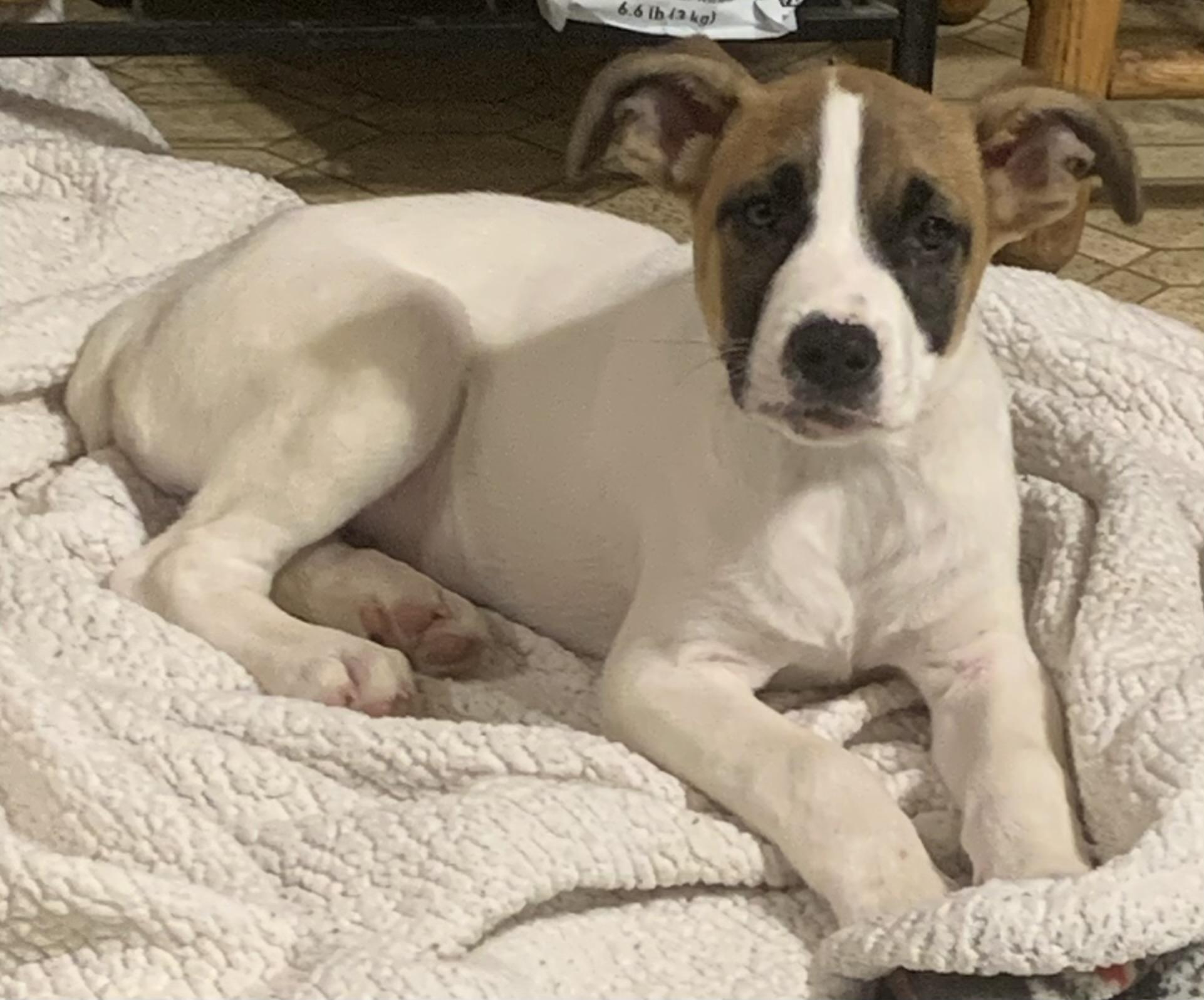 Owen, a ADOPTABLE mixed breed in Maiden, NC image 4/6