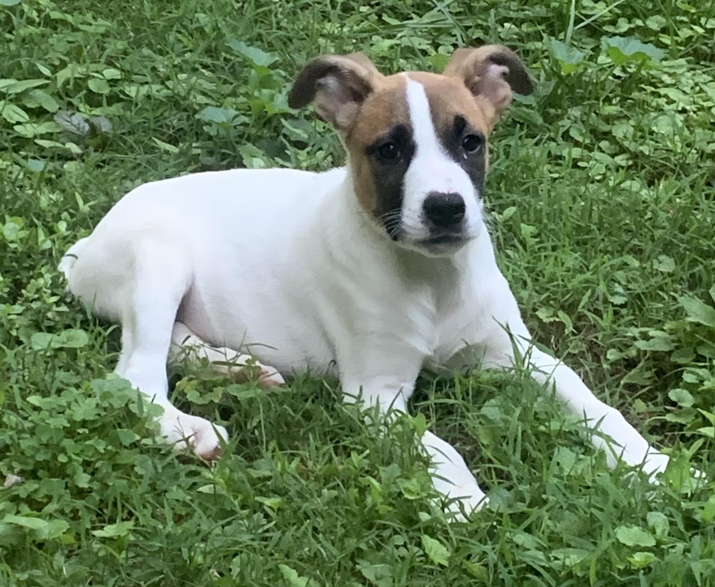 Owen, a ADOPTABLE mixed breed in Maiden, NC image 3/6