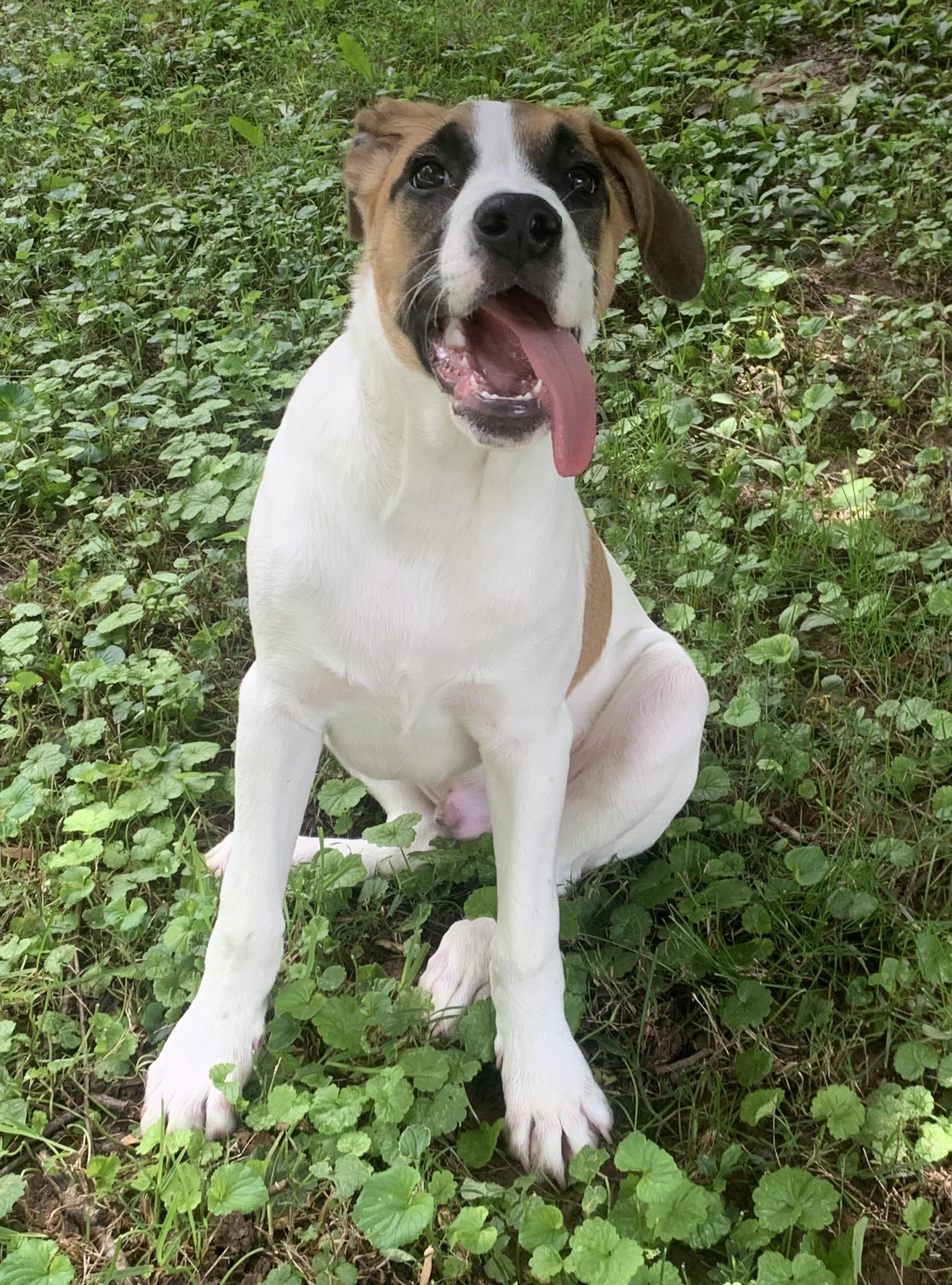 Owen, adoptable, Puppy Male Jack Russell Terrier & Boxer.