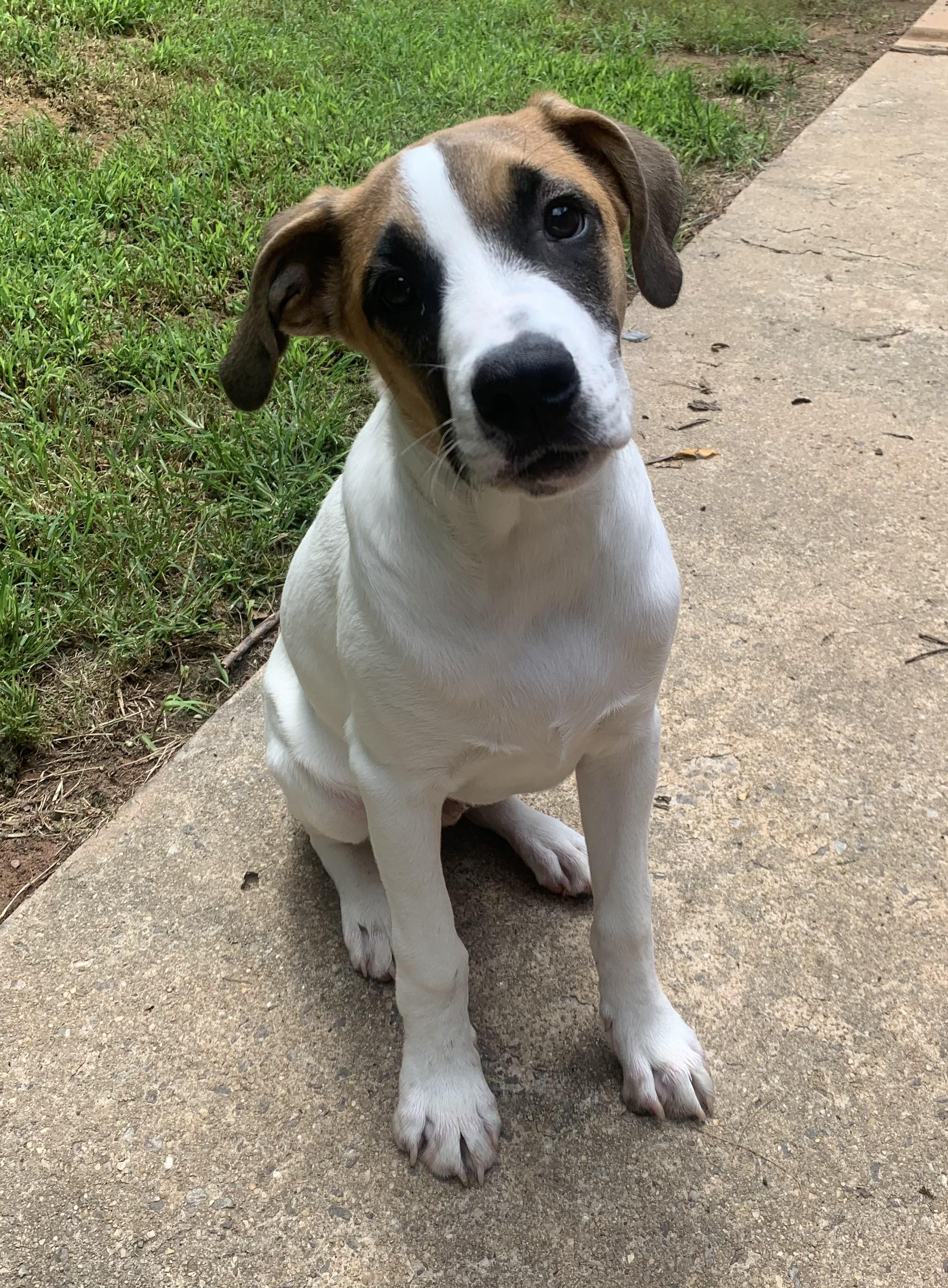 Owen, an adoptable mixed breed in Maiden, NC image 6/6