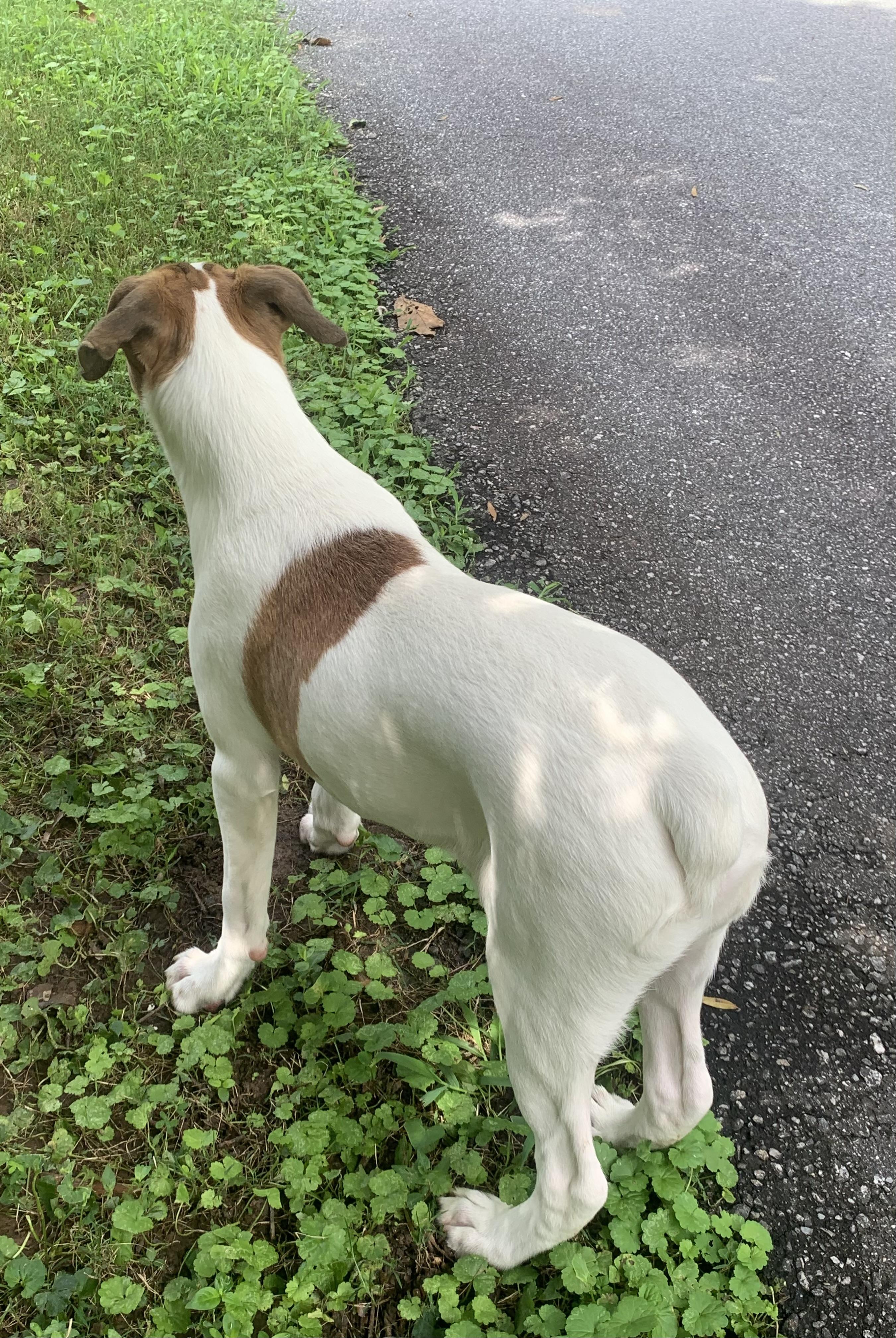 Owen, an adoptable mixed breed in Maiden, NC image 4/6