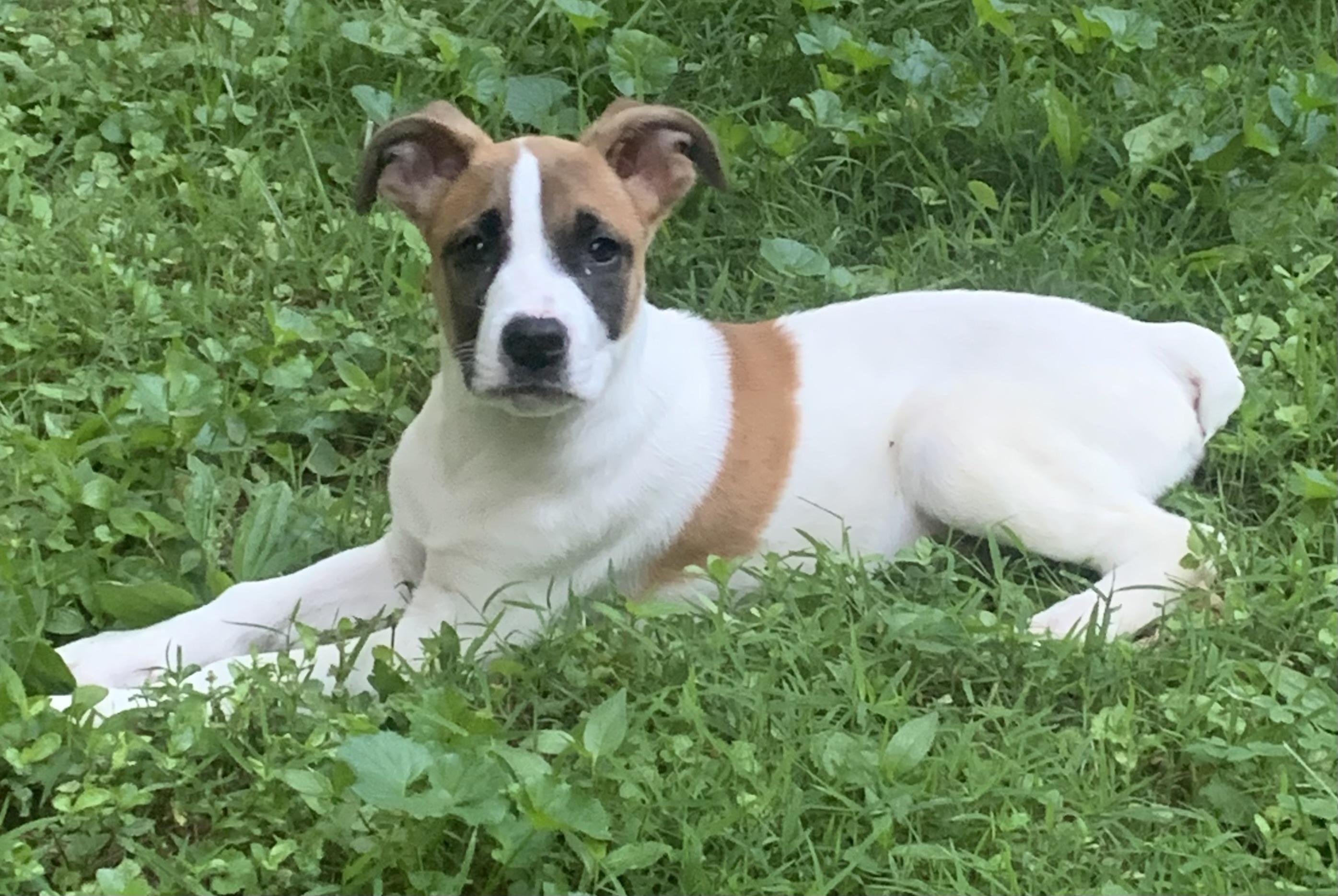 Owen, a ADOPTABLE mixed breed in Maiden, NC image 2/6