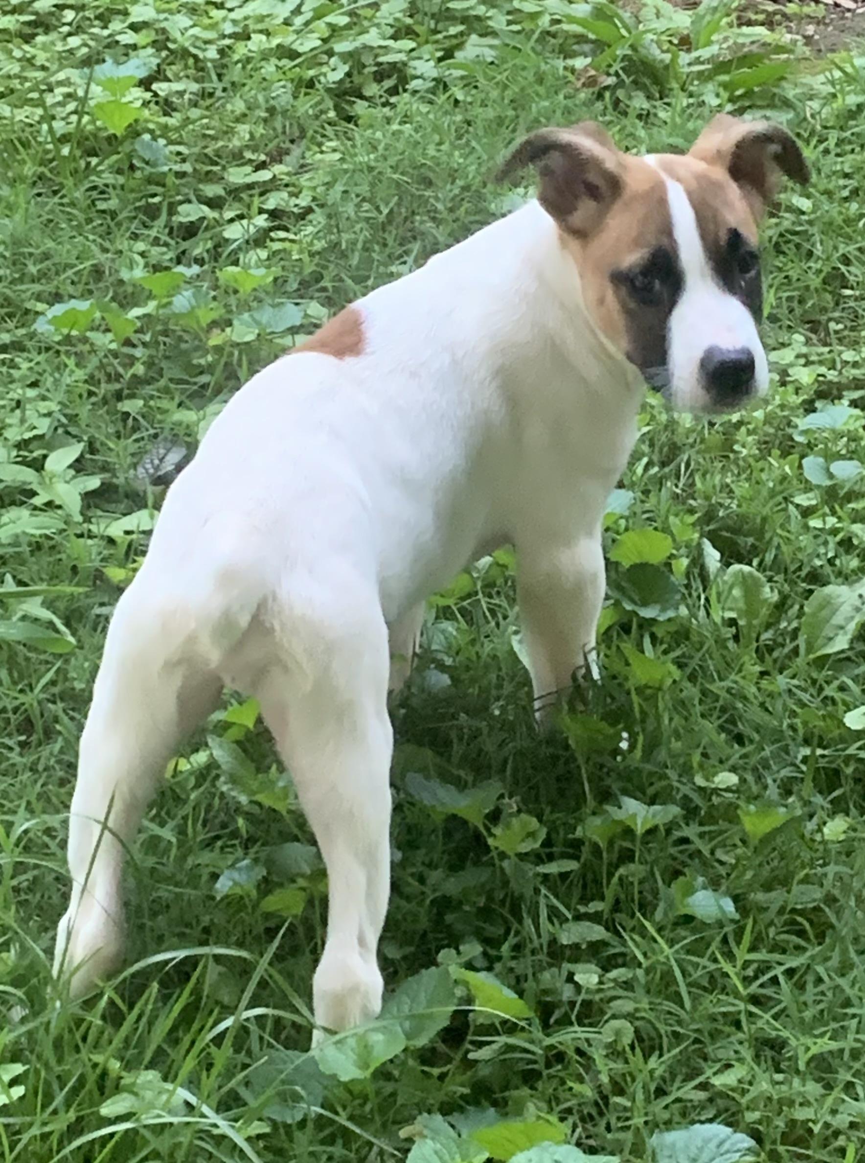 Owen, a ADOPTABLE mixed breed in Maiden, NC image 6/6