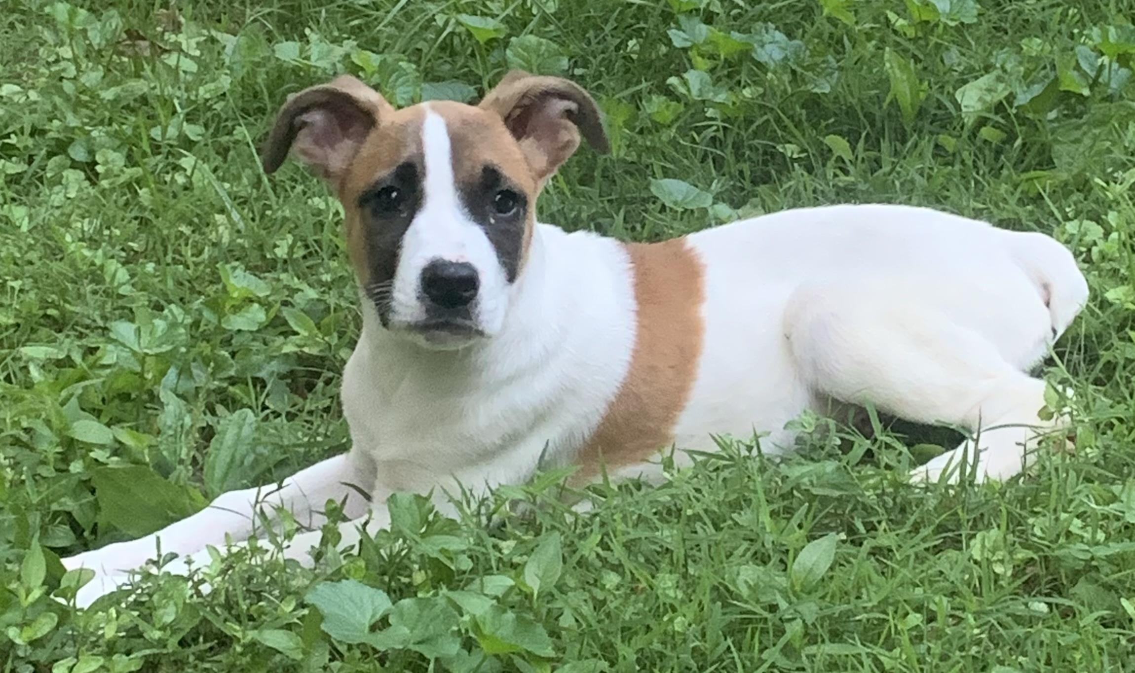 Owen, ADOPTABLE, Puppy Male Boxer & Mixed Breed.