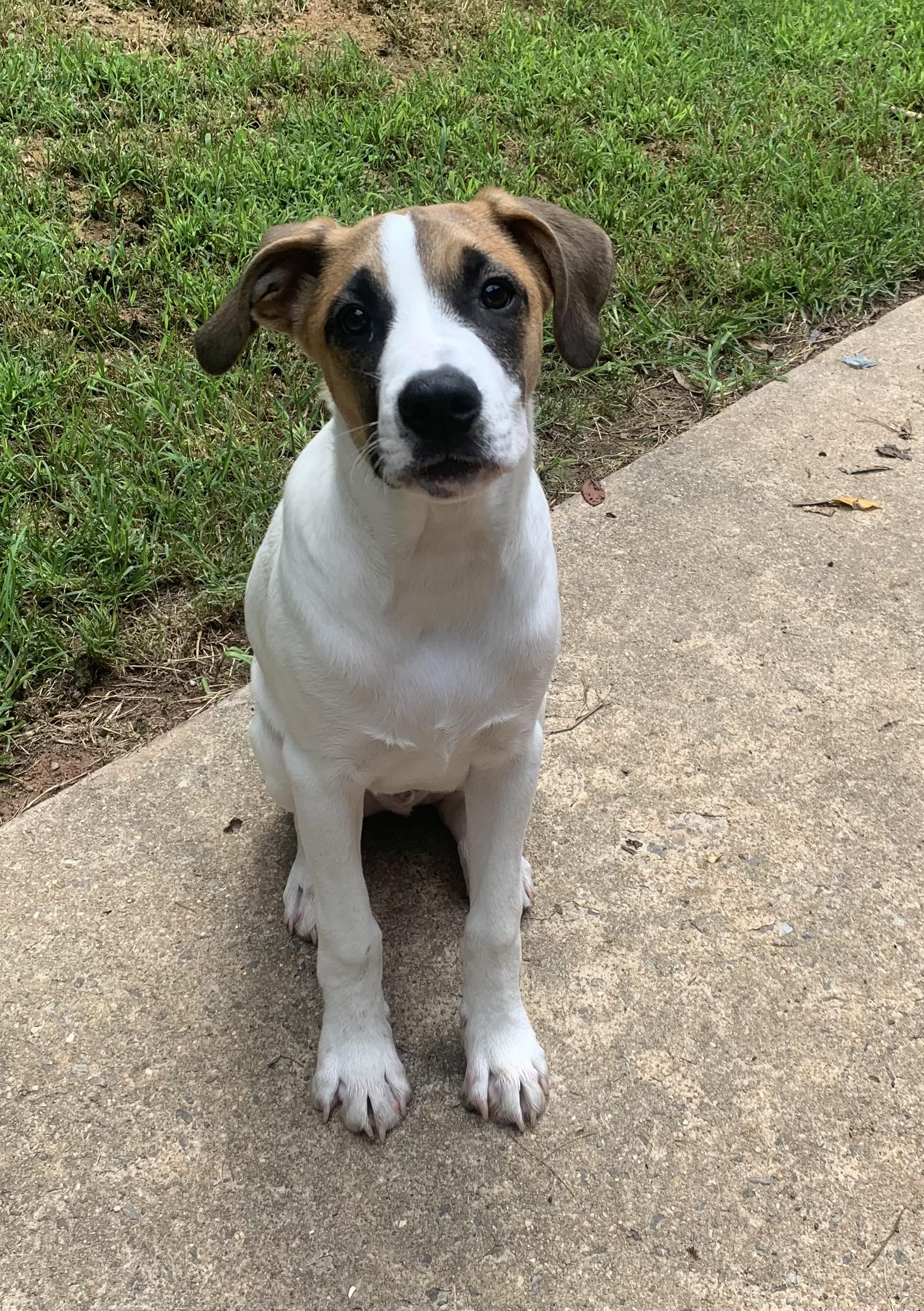 Owen, an adoptable mixed breed in Maiden, NC image 2/6