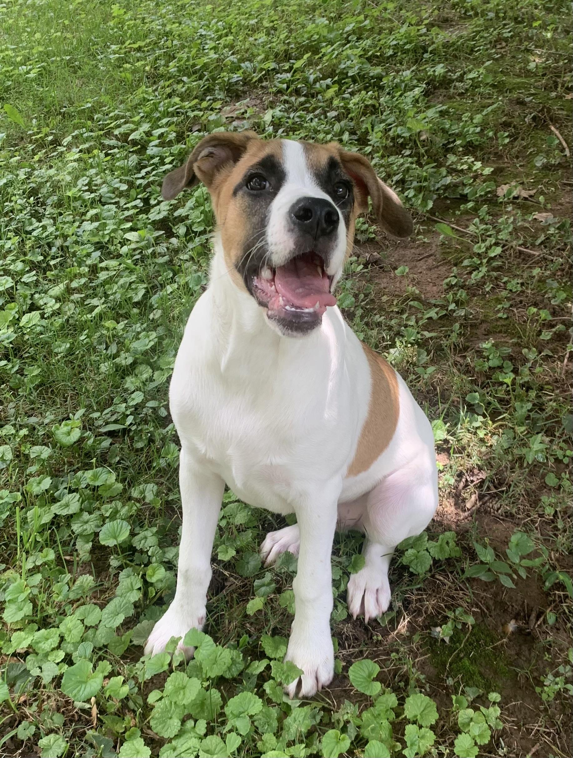 Owen, an adoptable mixed breed in Maiden, NC image 3/6