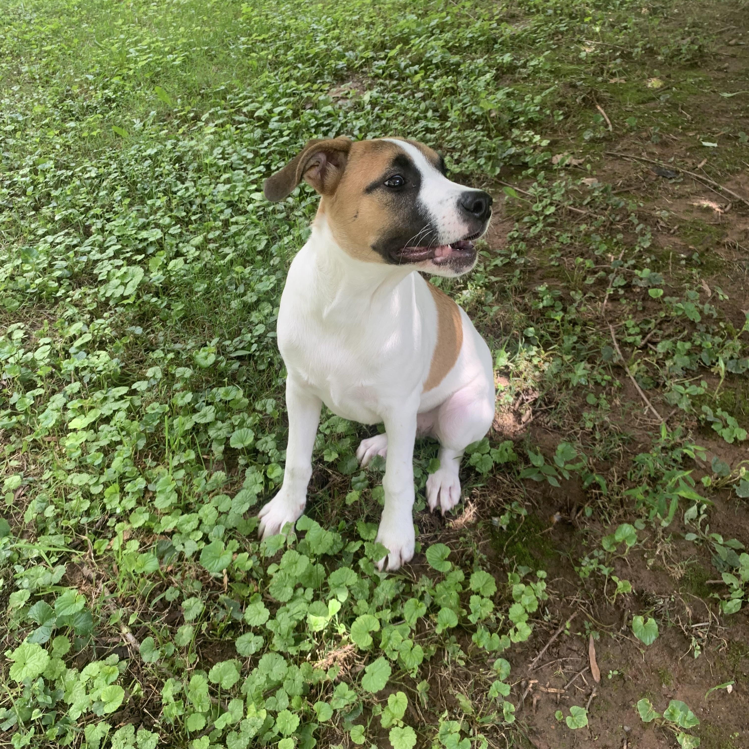 Owen, an adoptable mixed breed in Maiden, NC image 5/6