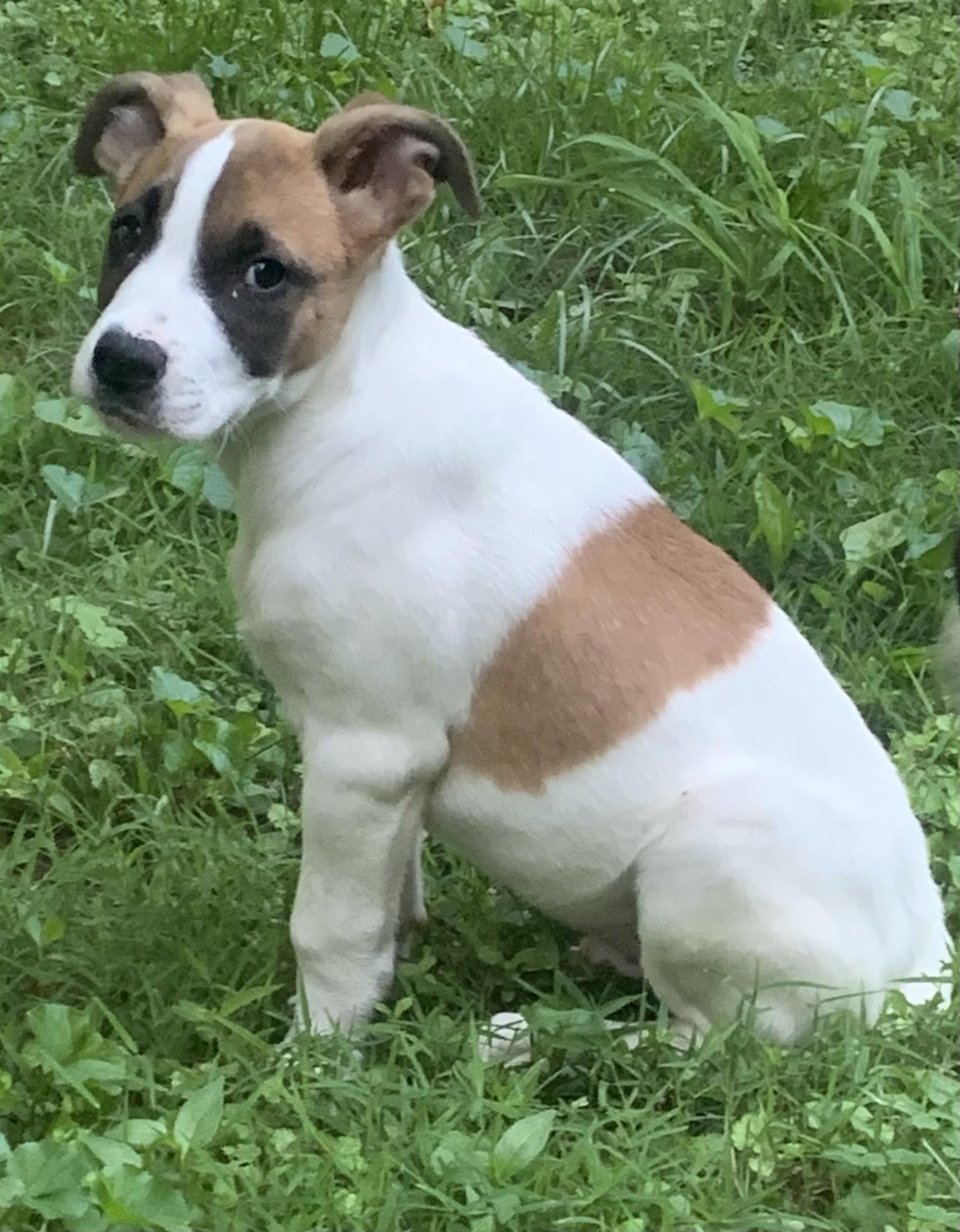 Owen, a ADOPTABLE mixed breed in Maiden, NC image 5/6