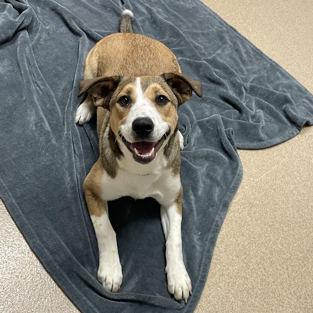 Enlarge Ruby, a Adoptable Pit Bull Terrier in Brenham, TX image 2/6