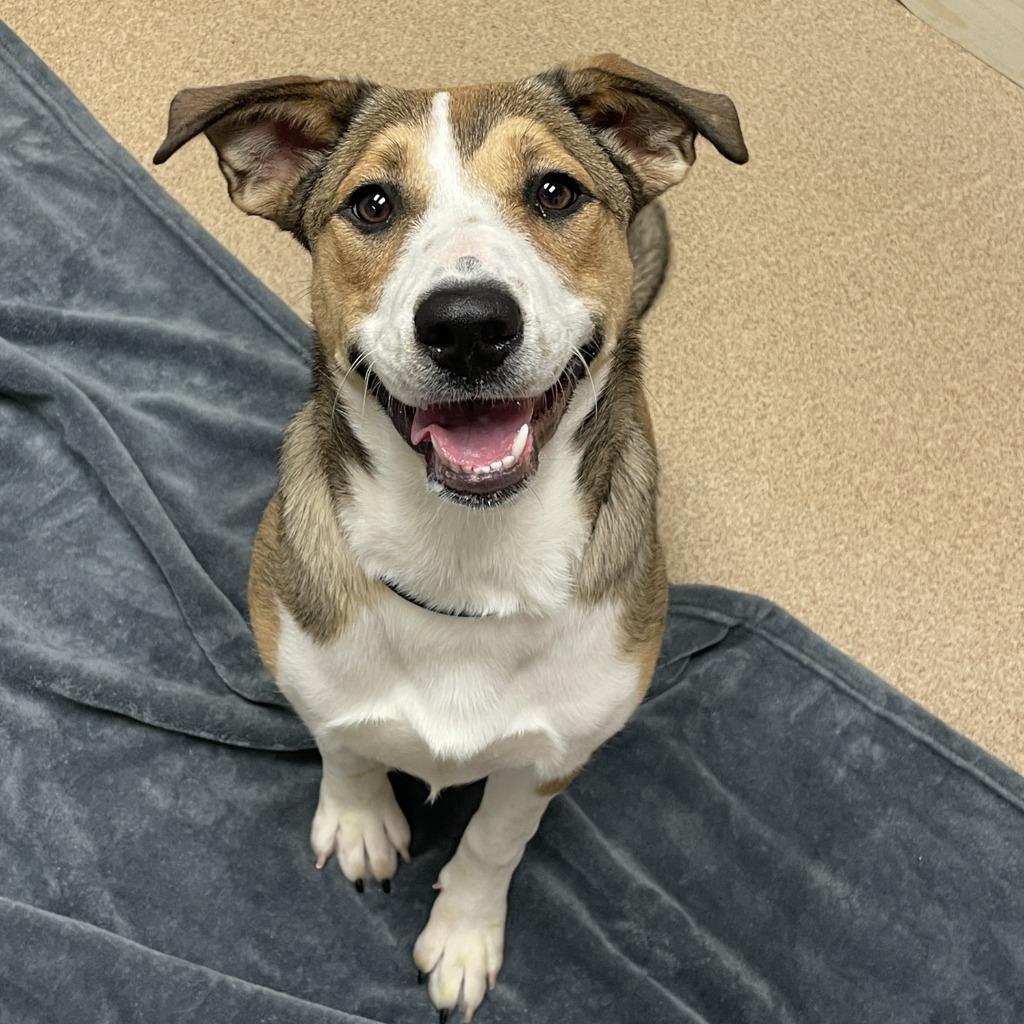 Enlarge Ruby, a Adoptable Pit Bull Terrier in Brenham, TX image 4/6