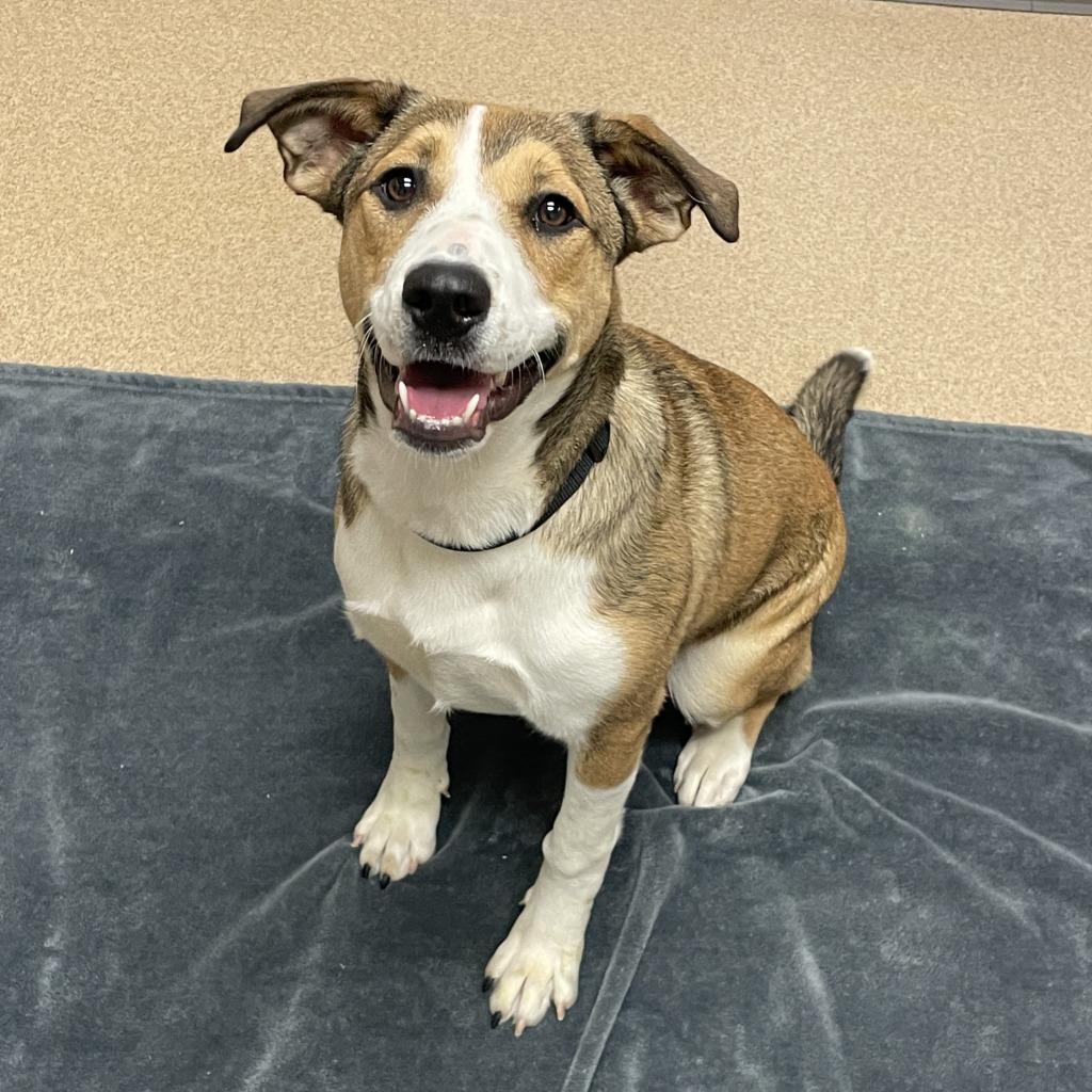 Enlarge Ruby, a Adoptable Pit Bull Terrier in Brenham, TX image 5/6