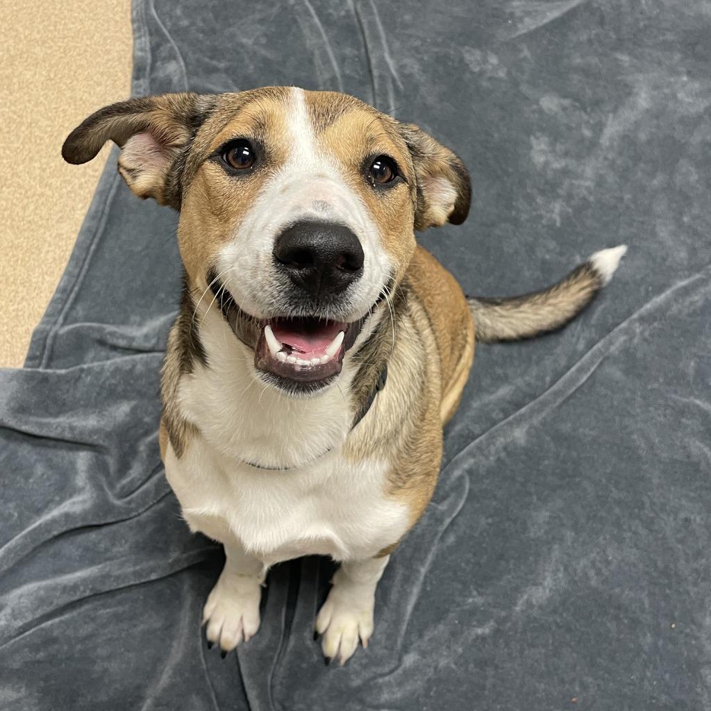 Enlarge Ruby, a Adoptable Pit Bull Terrier in Brenham, TX image 6/6