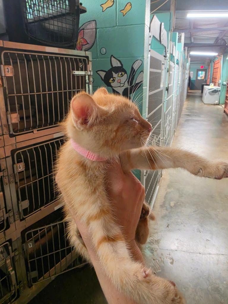 Enlarge Hydra, a Adoptable mixed breed in Rockport, TX image 1/2
