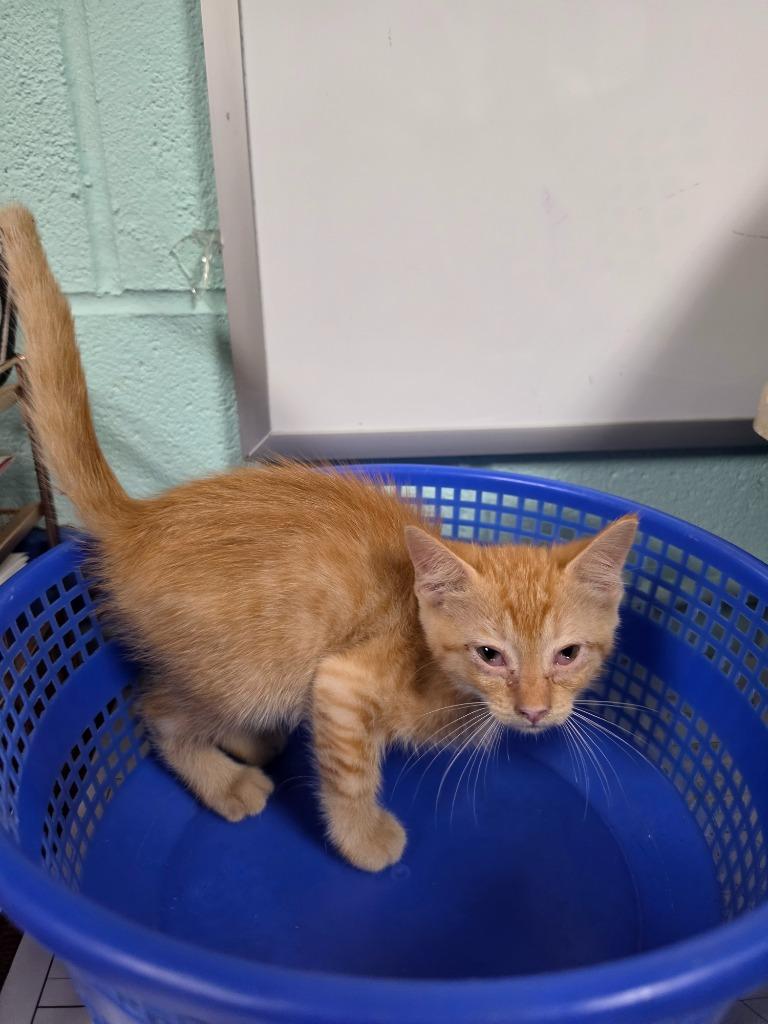 Enlarge Hydra, a Adoptable mixed breed in Rockport, TX image 2/2