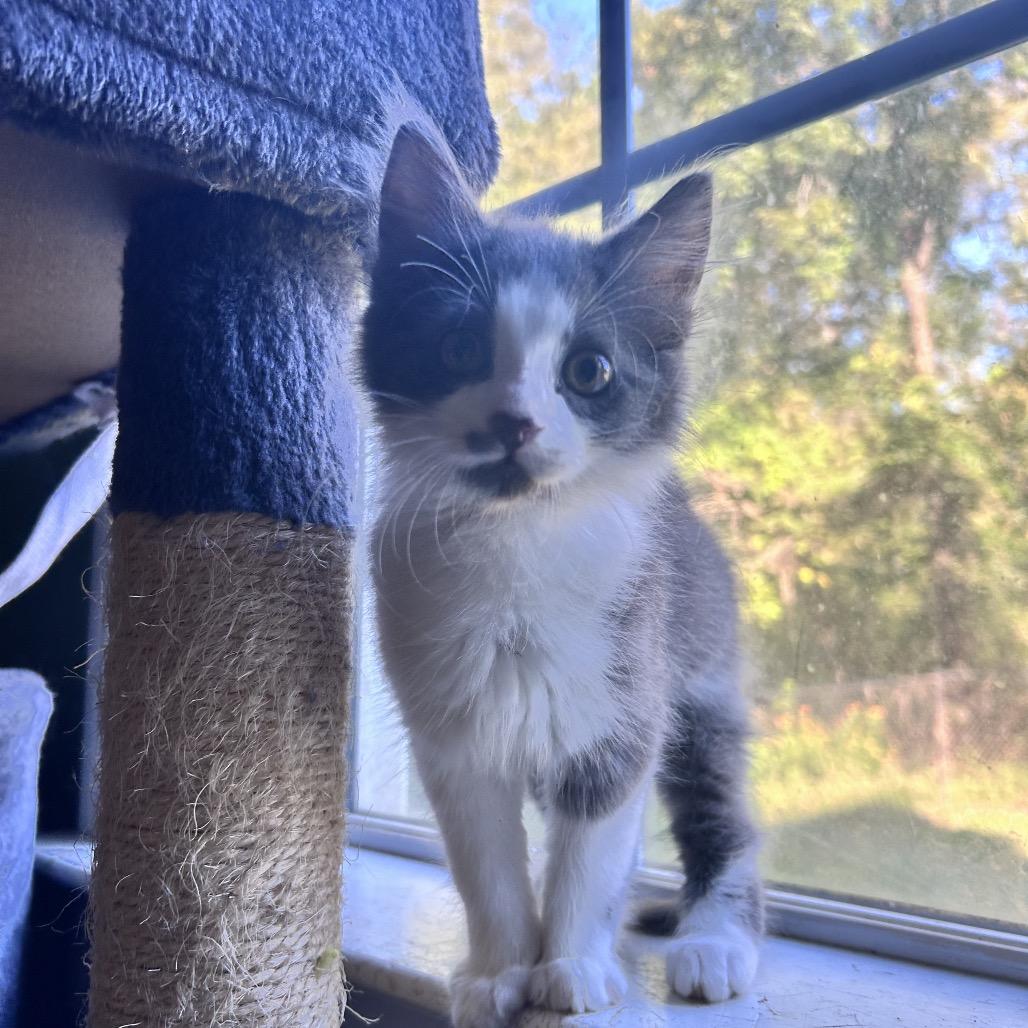 Richard, Adopted, Kitten Male Domestic Long Hair.