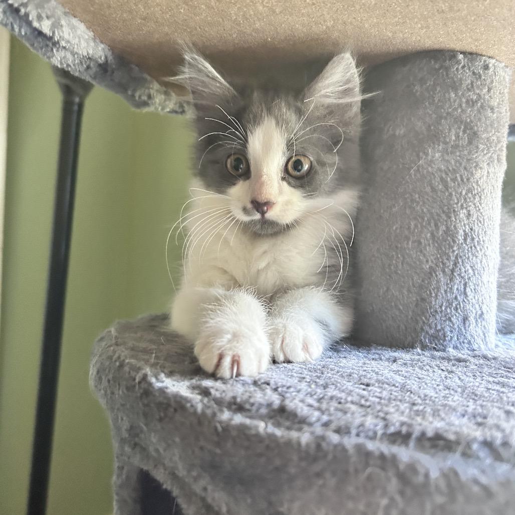 Enlarge Richard, a Adopted Domestic Long Hair in Newborn, GA image 2/3