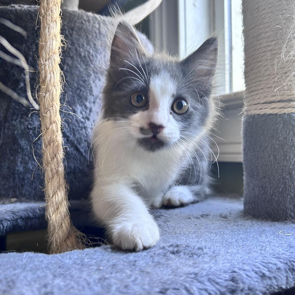 Enlarge Richard, a Adopted Domestic Long Hair in Newborn, GA image 3/3