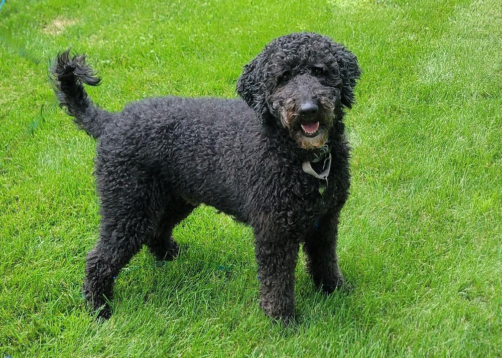 Enlarge Rocky, a Adoptable mixed breed in Rathdrum, ID image 1/5