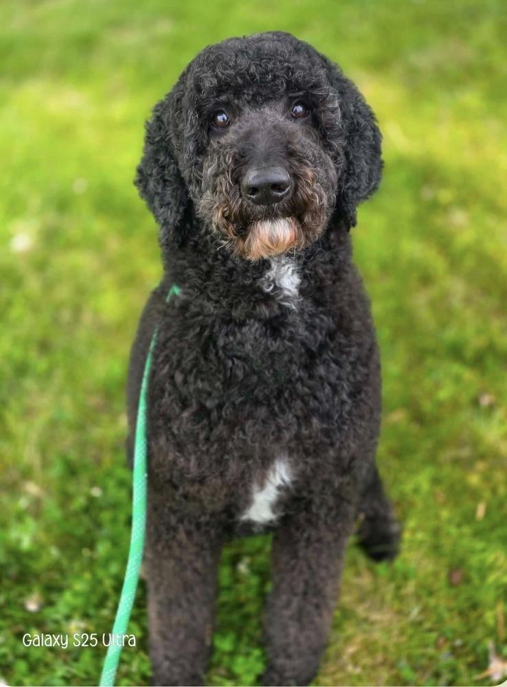 Enlarge Rocky, a Adoptable mixed breed in Rathdrum, ID image 2/5