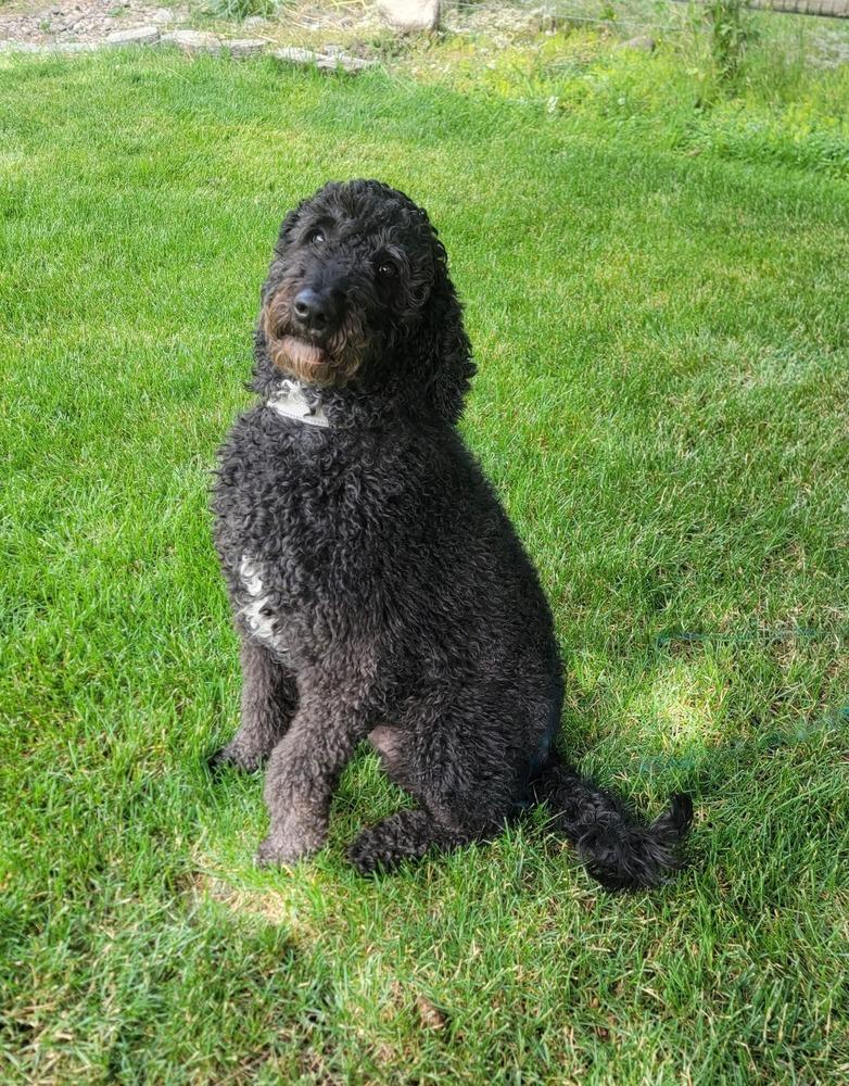 Enlarge Rocky, a Adoptable mixed breed in Rathdrum, ID image 4/5