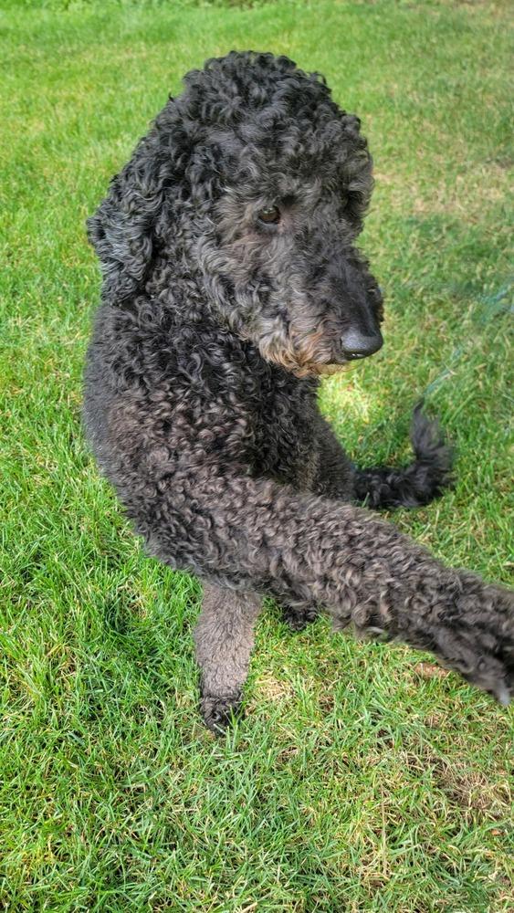 Enlarge Rocky, a Adoptable mixed breed in Rathdrum, ID image 5/5