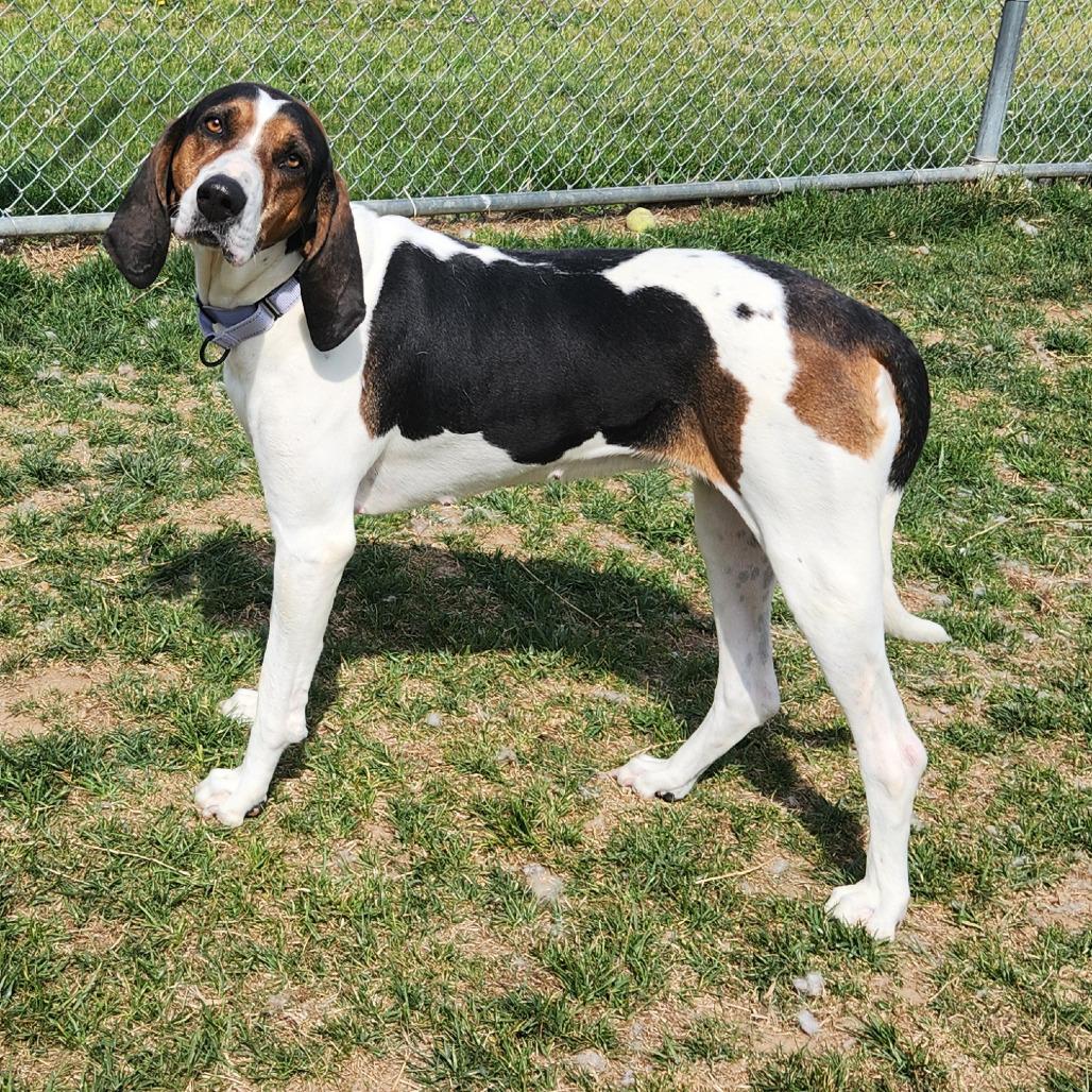 Marjorie, a Adoptable Hound in Harrisonburg, VA image 1/6