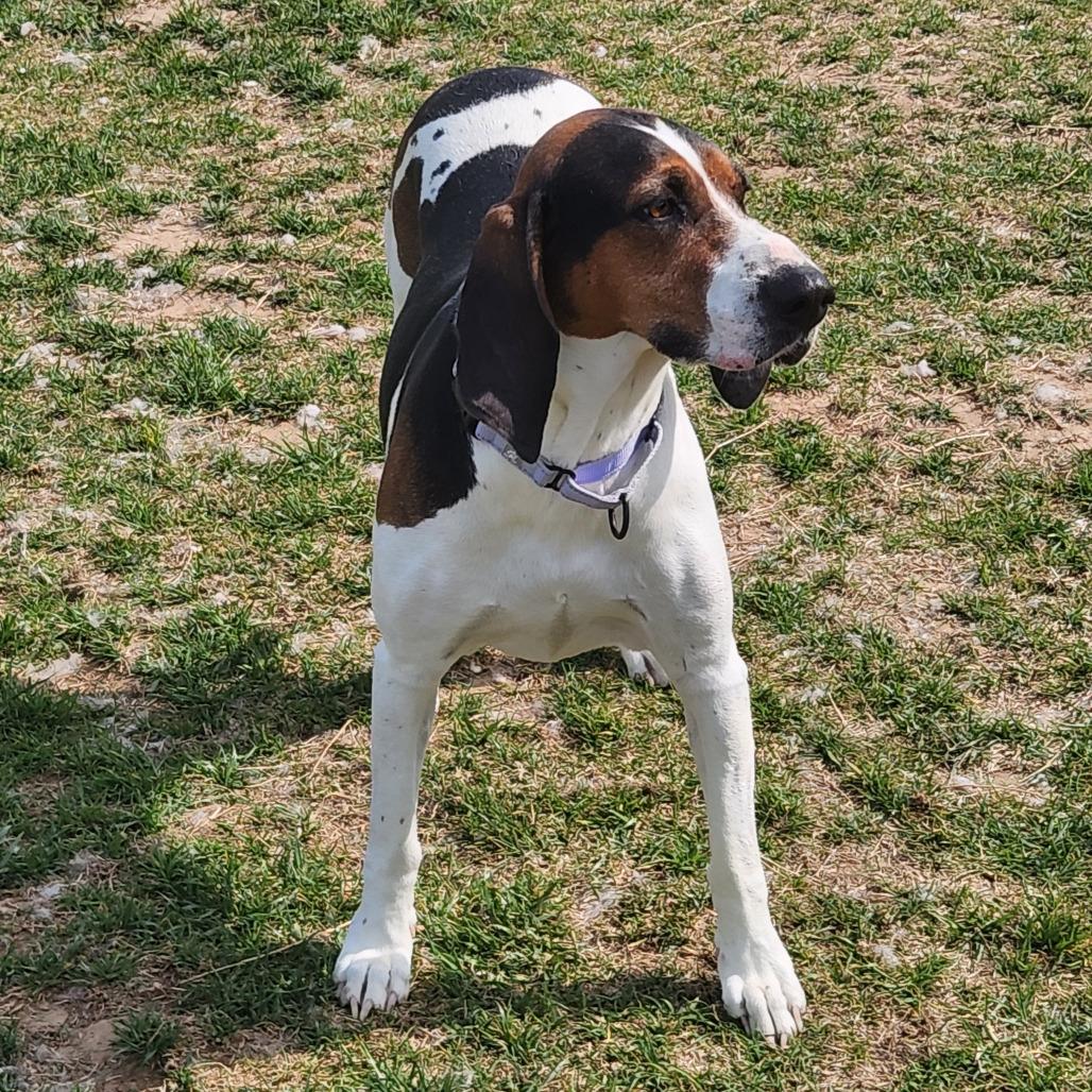 Marjorie, a Adoptable Hound in Harrisonburg, VA image 2/6