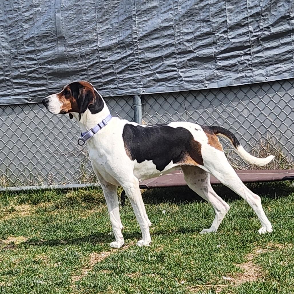 Marjorie, a Adoptable Hound in Harrisonburg, VA image 3/6