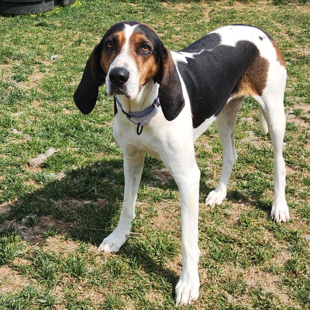 Marjorie, a Adoptable Hound in Harrisonburg, VA image 4/6