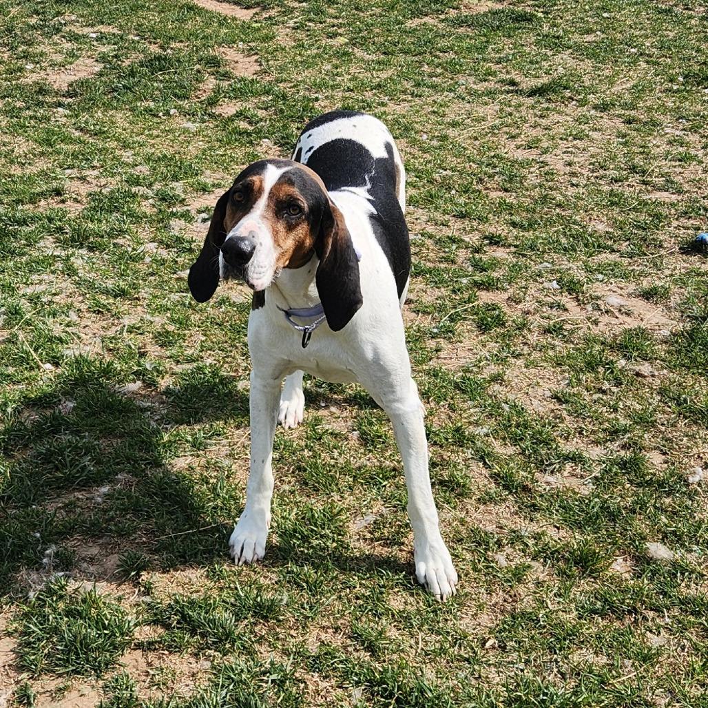 Marjorie, a Adoptable Hound in Harrisonburg, VA image 5/6