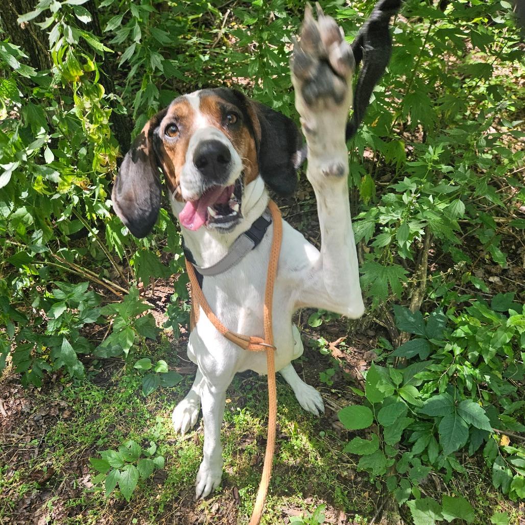 Marjorie, a Adoptable Hound in Harrisonburg, VA image 6/6