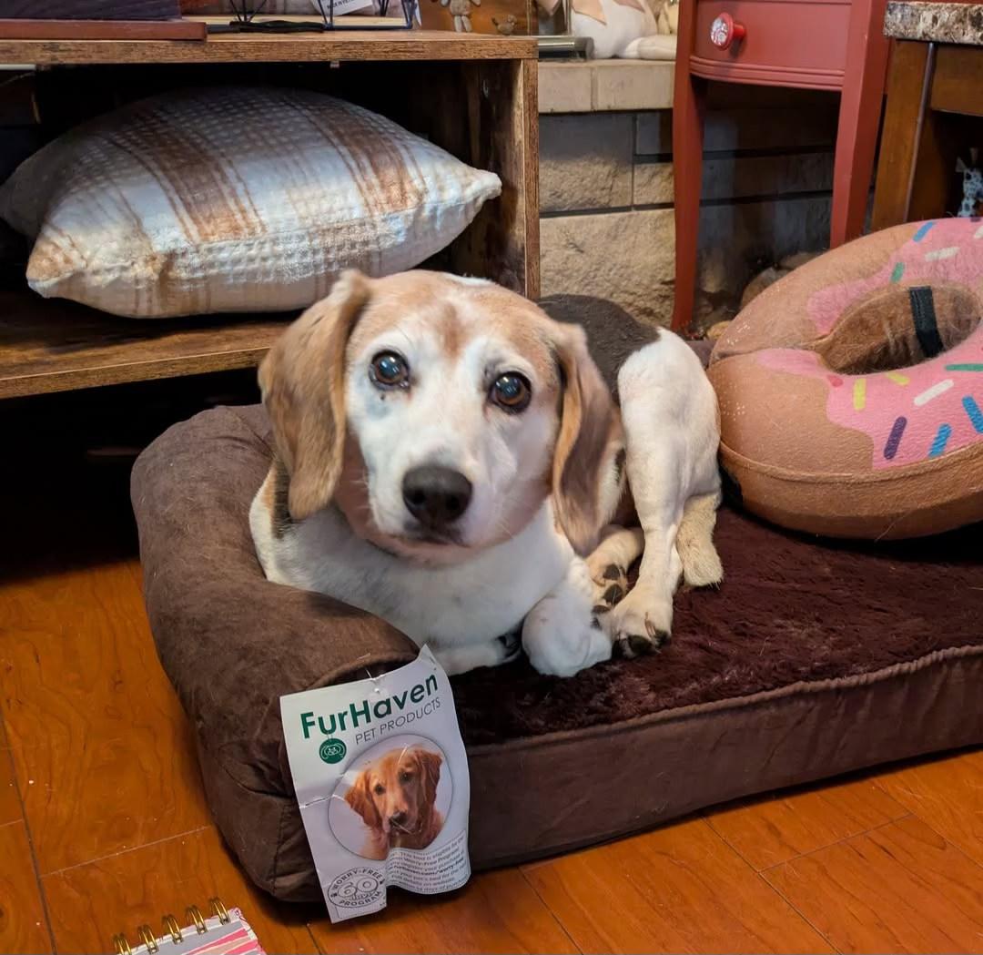 Luca, a ADOPTABLE Beagle in North Judson, IN image 2/5